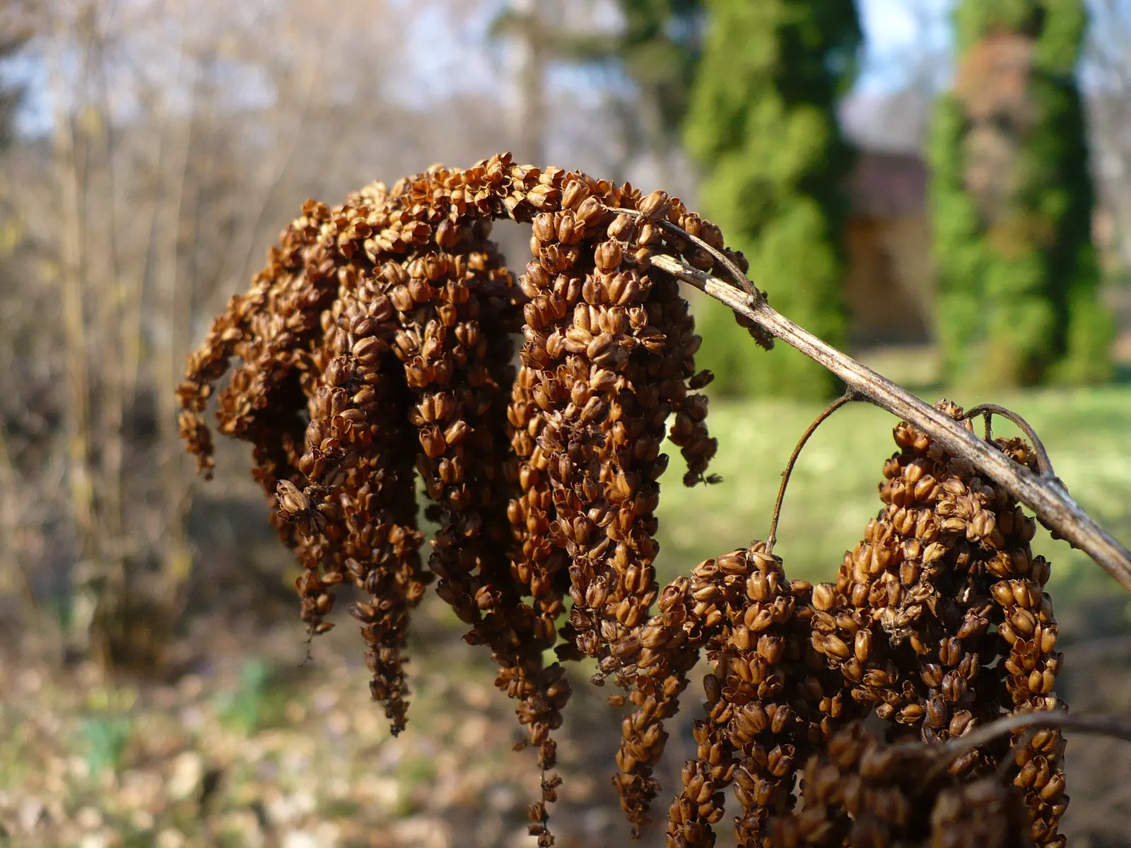 Sylvan Goatsbeard (Aruncus Dioicus) — feathery plumes of creamy white flowers emerge; this plant is generally deer resistant, adding another layer of utility