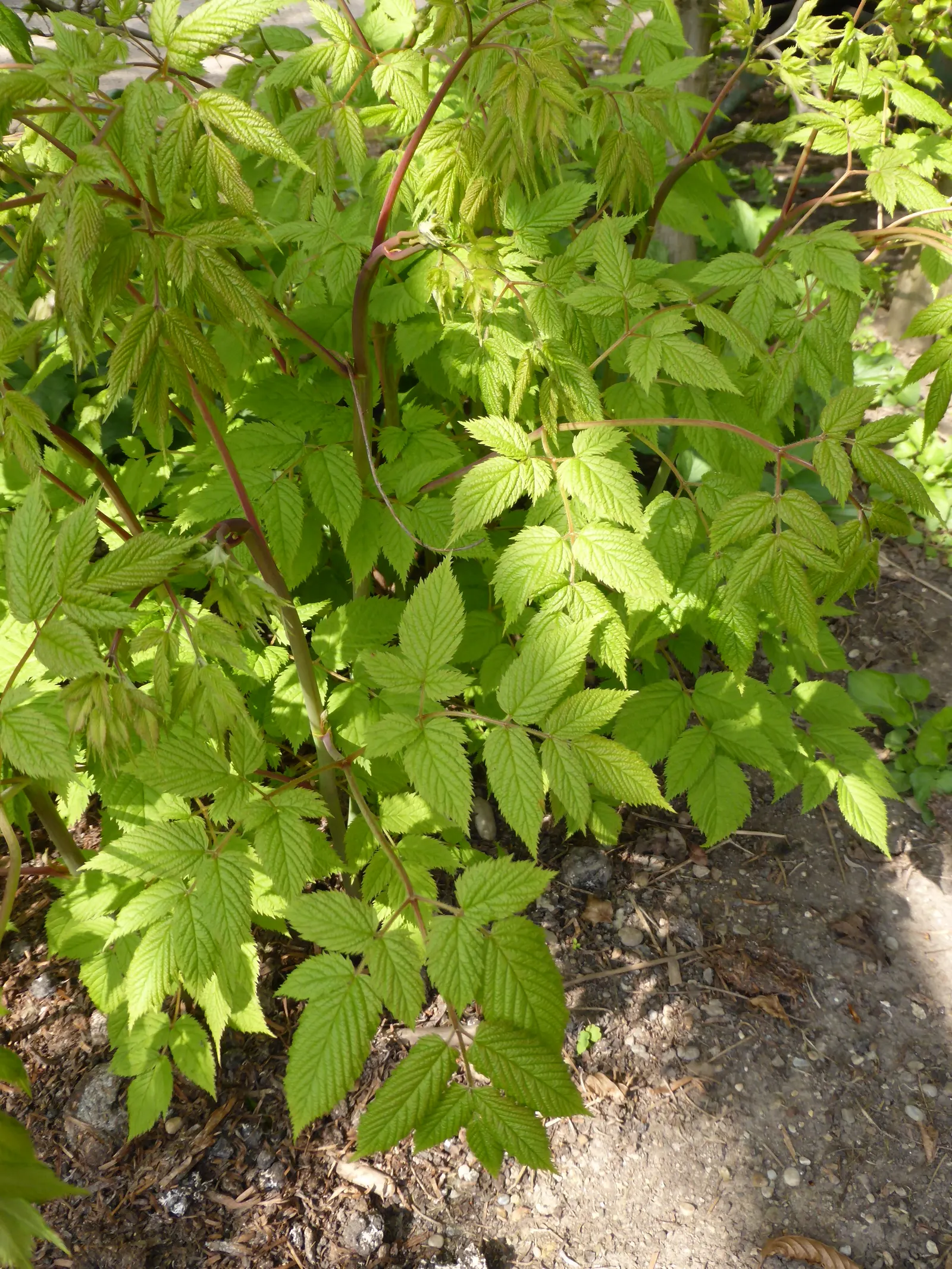 Sylvan Goatsbeard (Aruncus Dioicus) — commonly referred to as Sylvan Goatsbeard; typically growing to heights of 4 to 6 feet with a spread of 2 to, image 62