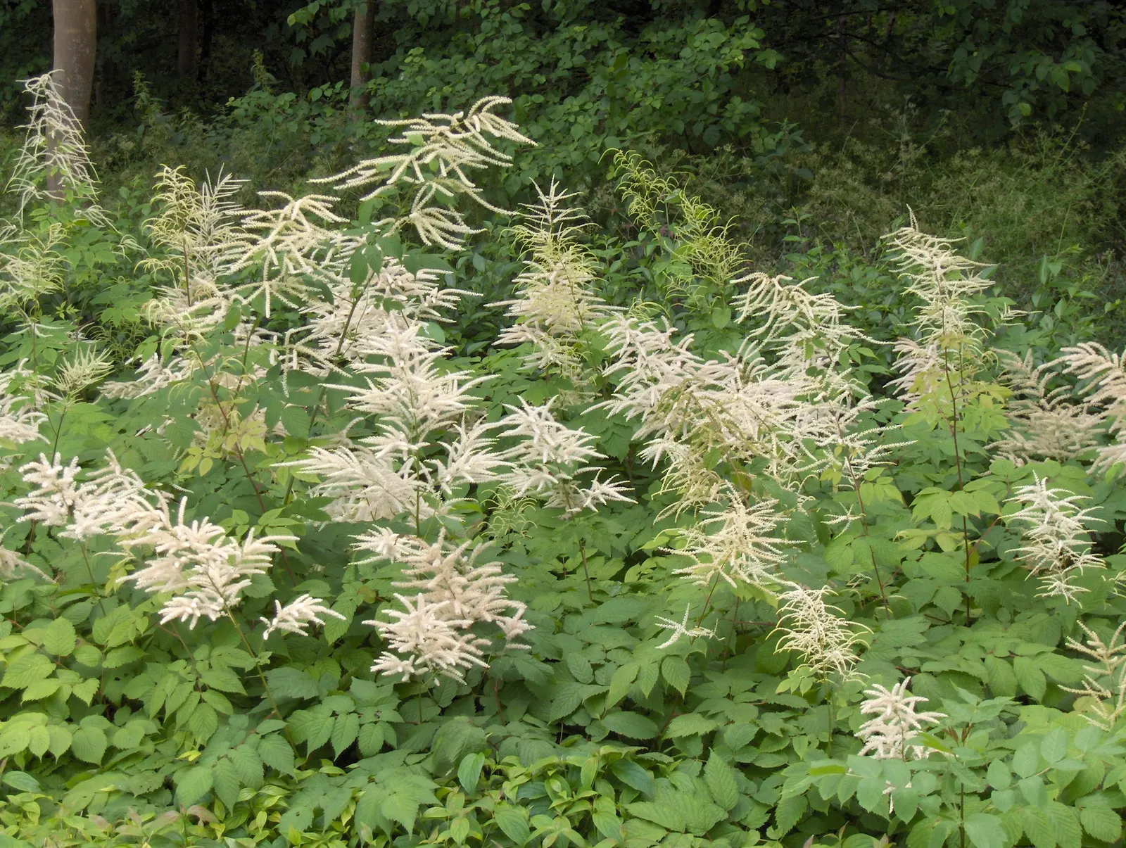 Sylvan Goatsbeard (Aruncus Dioicus) — possibly reaching up to 12 inches in length; typically growing to heights of 4 to 6 feet with a spread of 2, image 74