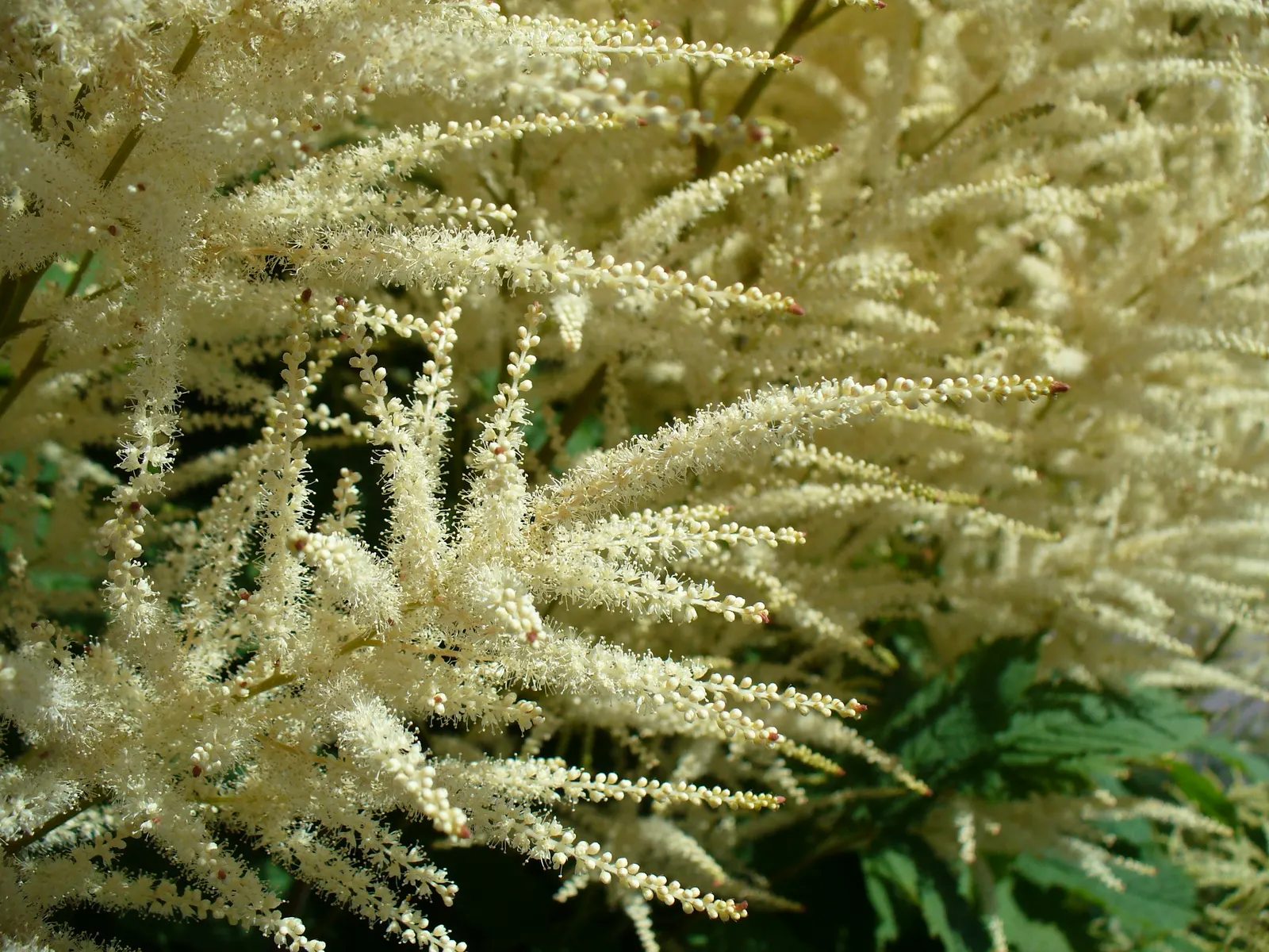 Sylvan Goatsbeard (Aruncus Dioicus) — herbaceous perennial that brings a dramatic flair to any landscape; possibly reaching up to 12 inches in length