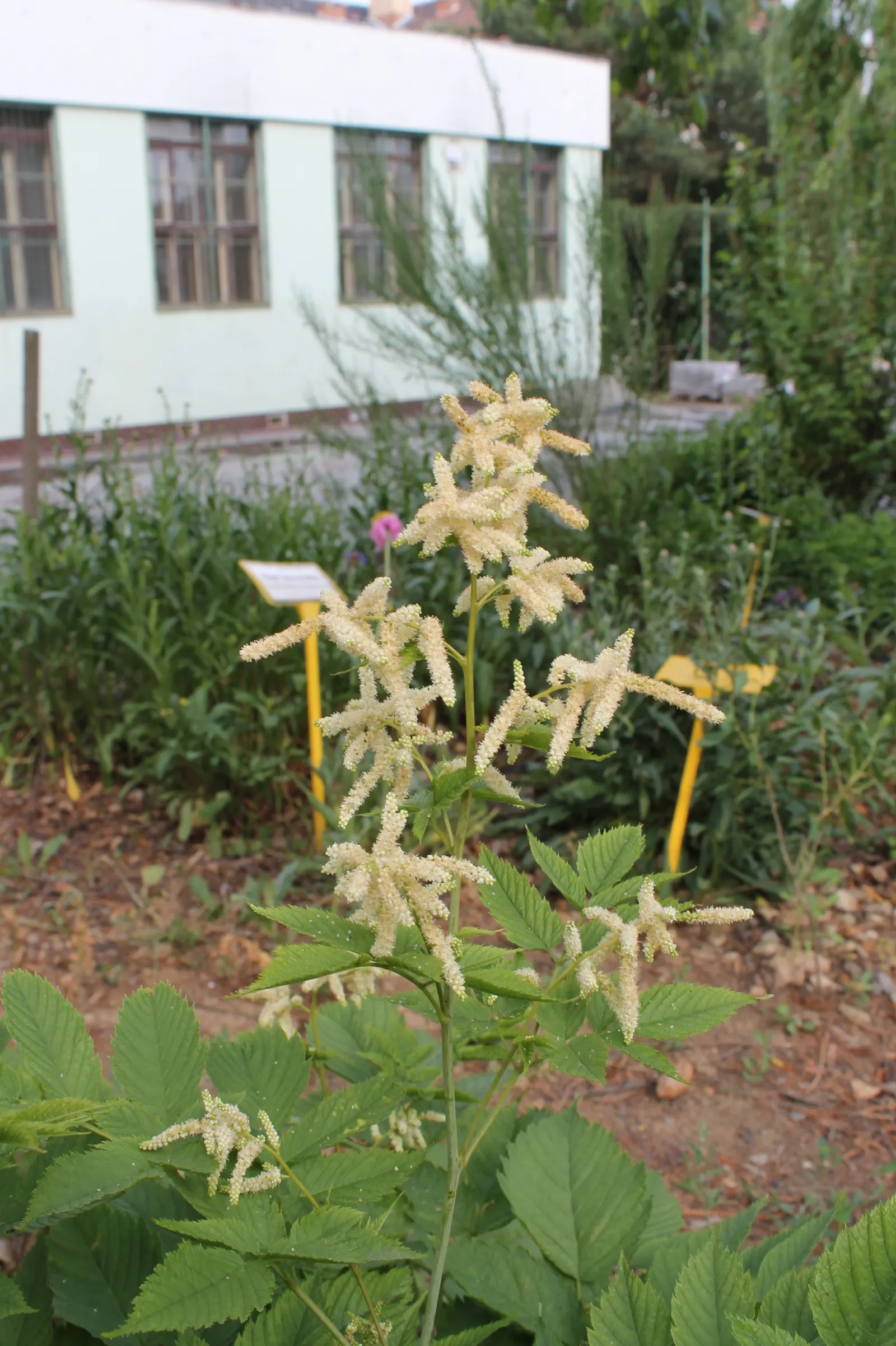 Sylvan Goatsbeard (Aruncus Dioicus) — commonly referred to as Sylvan Goatsbeard; typically growing to heights of 4 to 6 feet with a spread of 2 to 4 feet