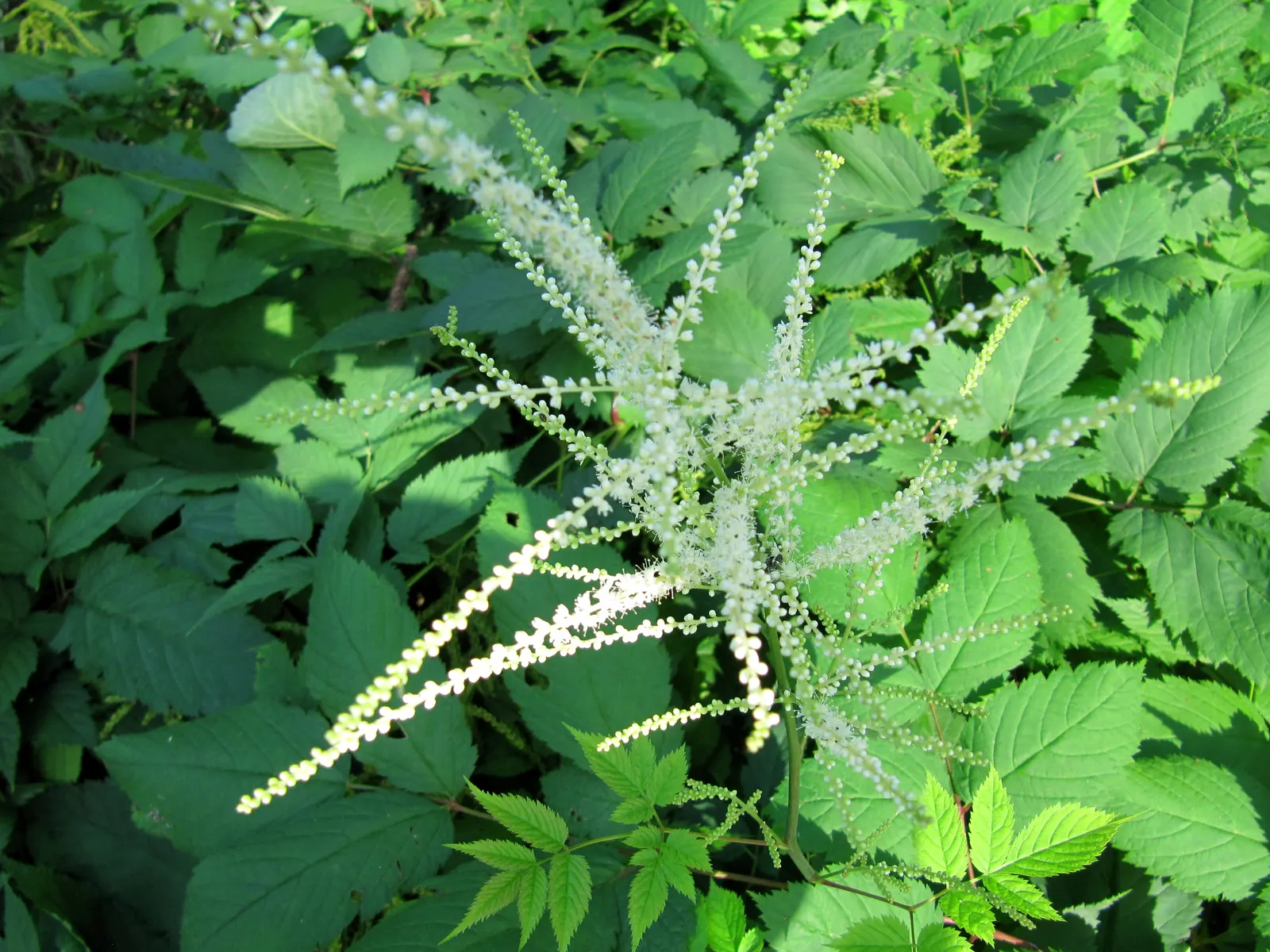 Sylvan Goatsbeard (Aruncus Dioicus) — perennial with white blooms; possibly reaching up to 12 inches in length, image 83