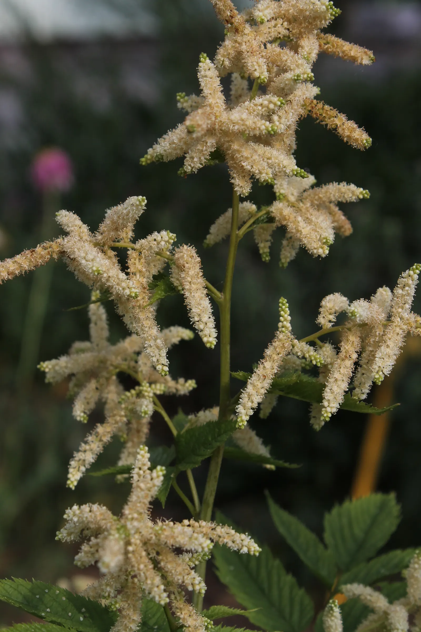 Sylvan Goatsbeard (Aruncus Dioicus) — herbaceous perennial that brings a dramatic flair to any landscape