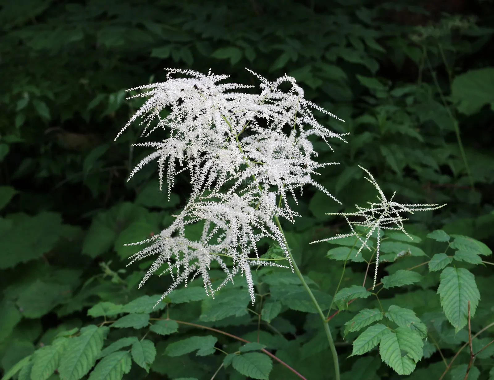 Sylvan Goatsbeard (Aruncus Dioicus) — one may cut back the flower stalks after blooming