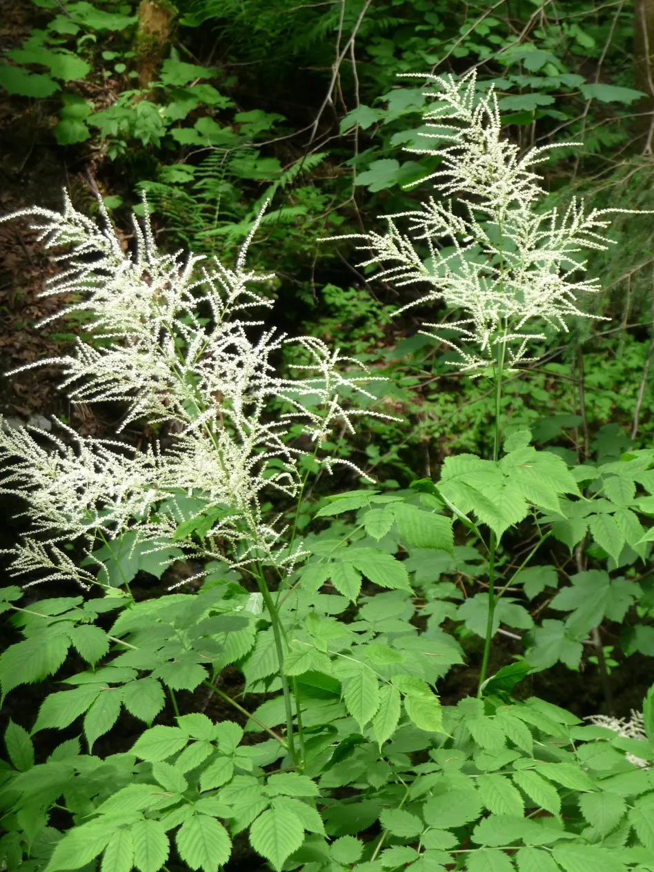 Sylvan Goatsbeard (Aruncus Dioicus) — is native to the moist woodlands of North America