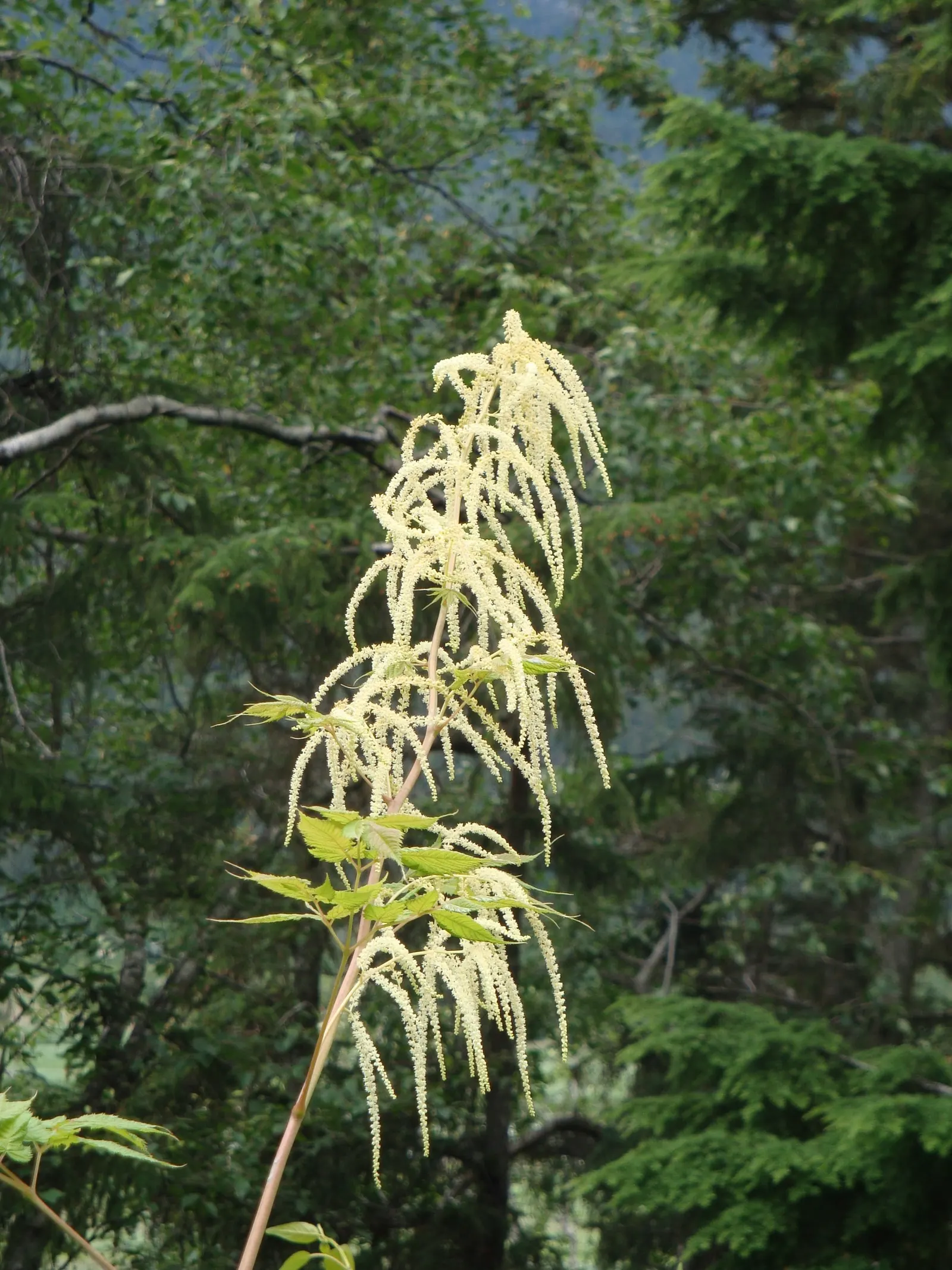 Sylvan Goatsbeard (Aruncus Dioicus) — to encourage denser growth