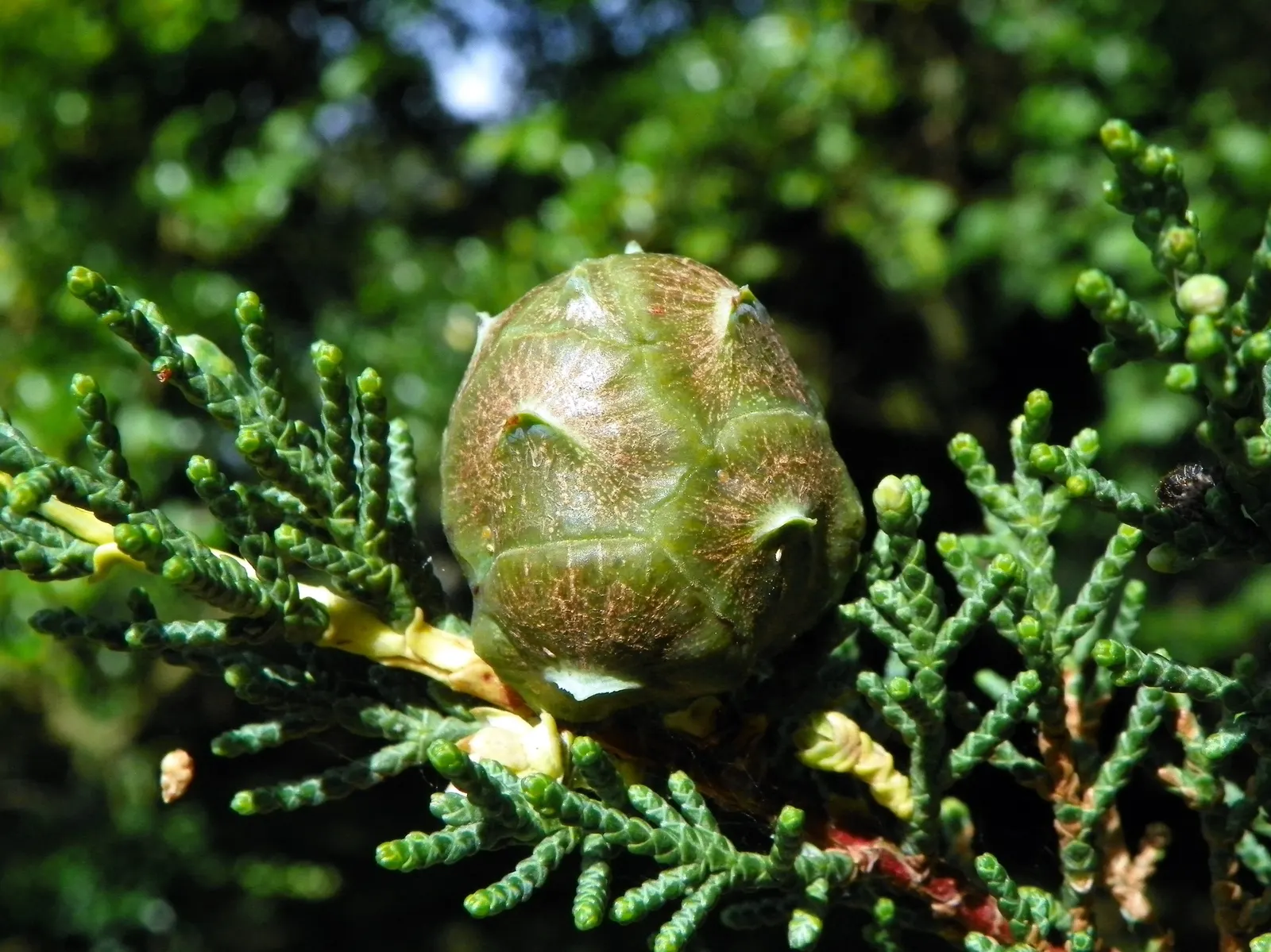 Monterey Cypress (Cupressus Macrocarpa) — it's important to note its preference for well-drained soils and at least partial sunlight