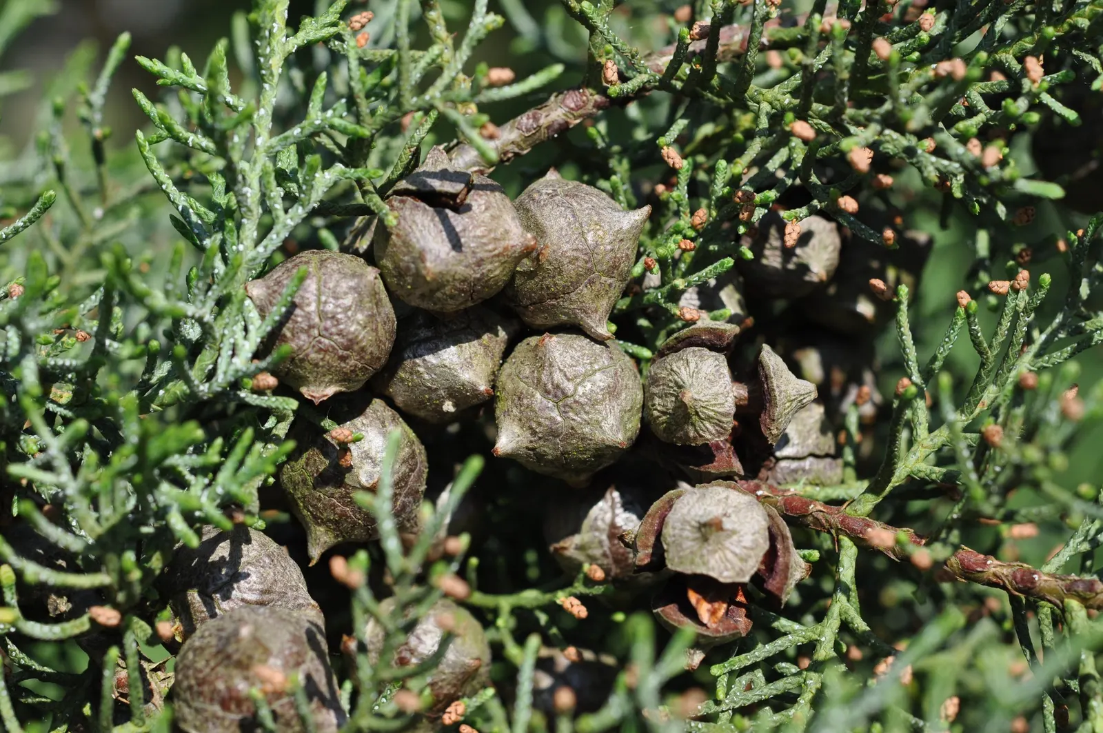 Monterey Cypress (Cupressus Macrocarpa) — is a visually compelling evergreen conifer that originates from the coastal Monterey Peninsula in, image 35