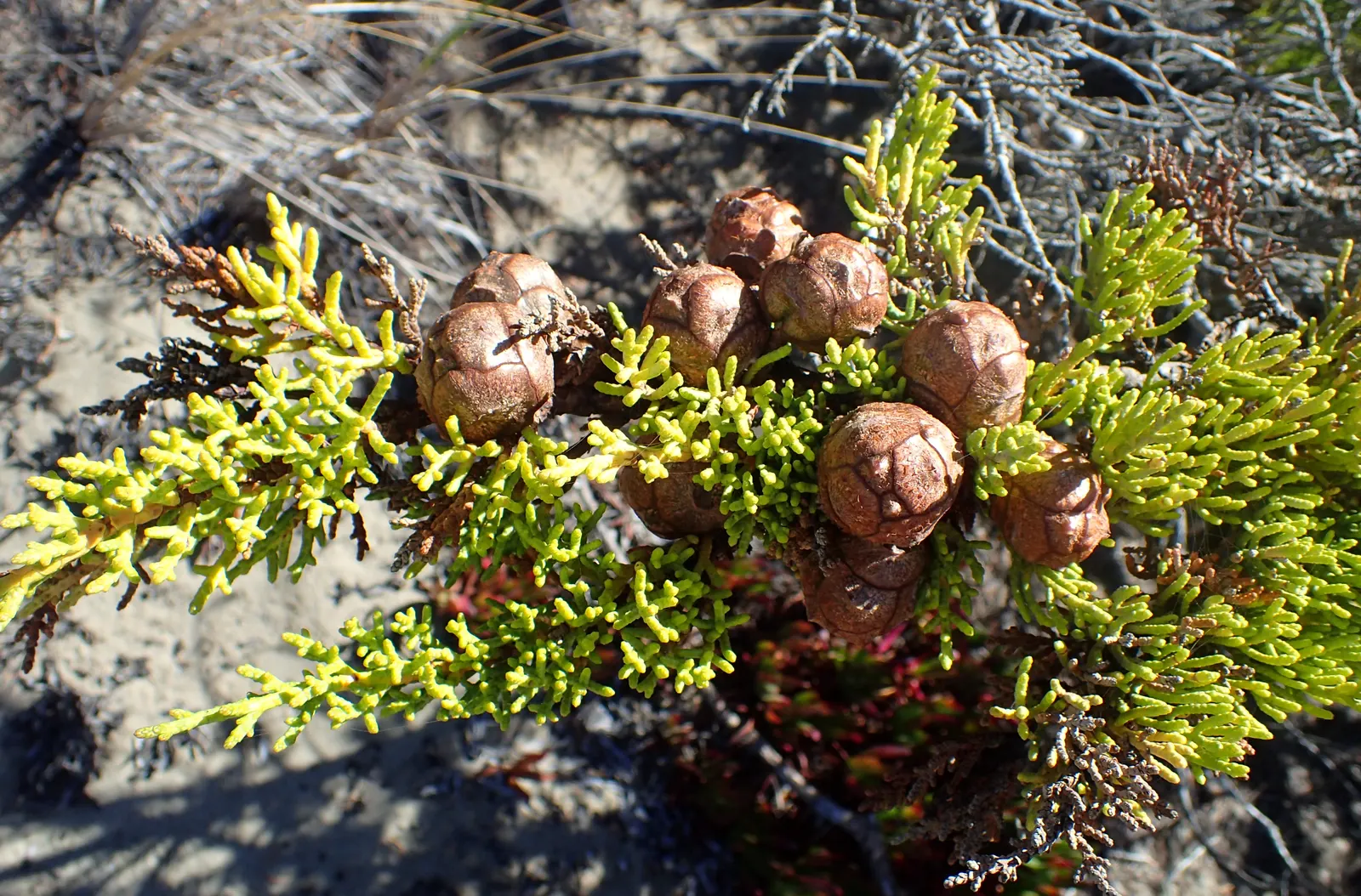 Monterey Cypress (Cupressus Macrocarpa) — the Monterey Cypress commands significant space and may cast a wide shadow; it reaches up to 70 feet in height with a