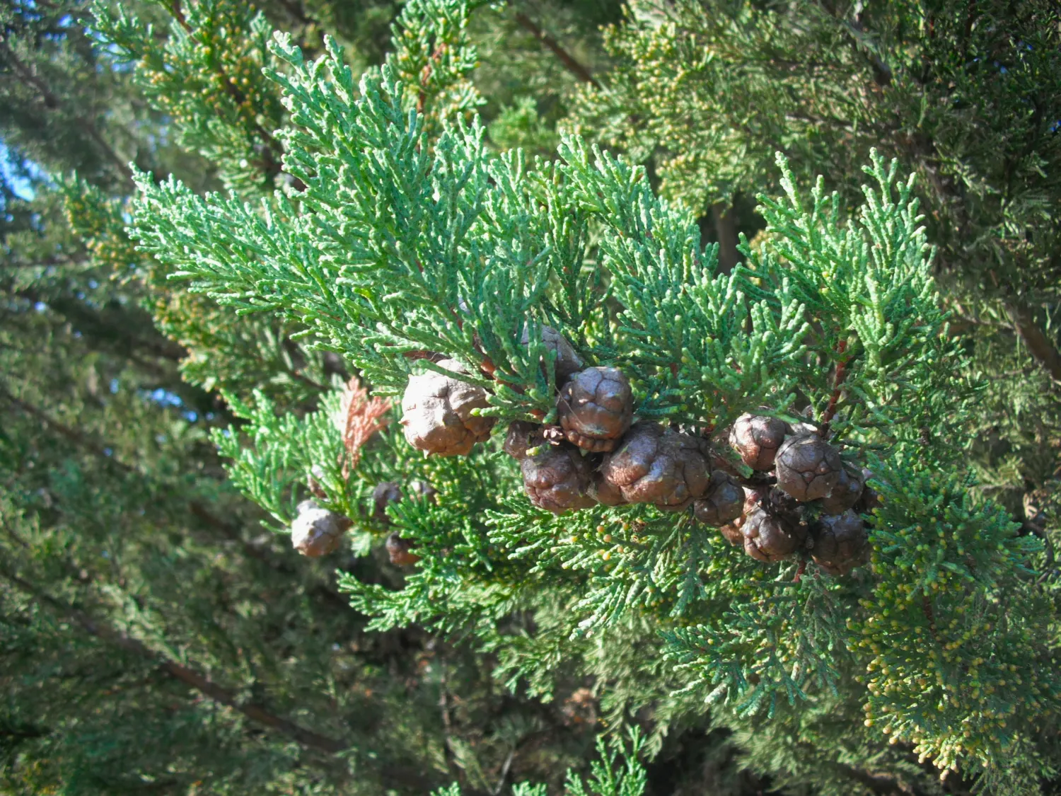 Monterey Cypress (Cupressus Macrocarpa) — it thrives in coastal climates but can also adapt to more arid regions with proper care