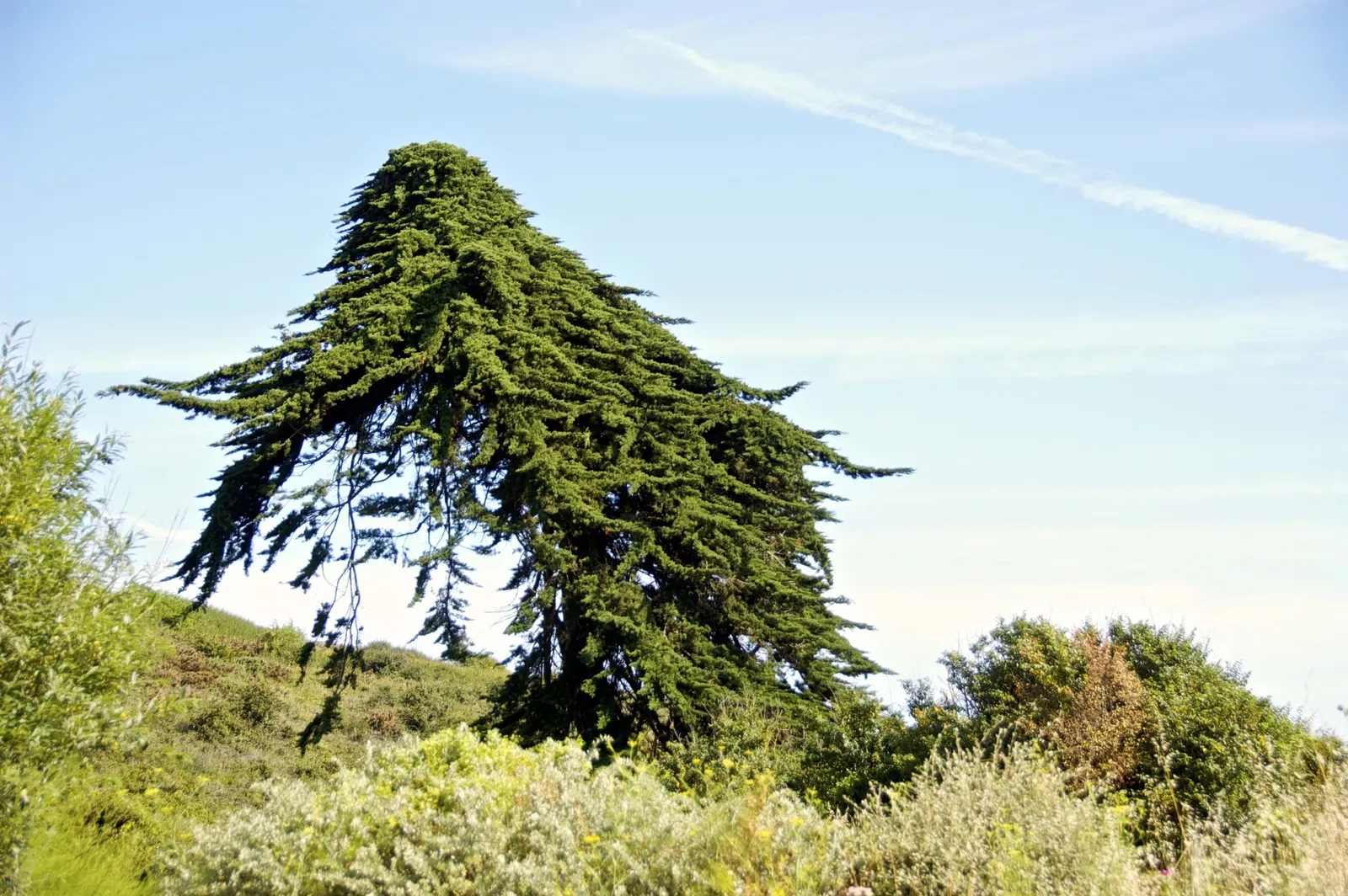 Monterey Cypress (Cupressus Macrocarpa) — Hardy in USDA zones 7-10, it prefers well-drained soils and full sun exposure
