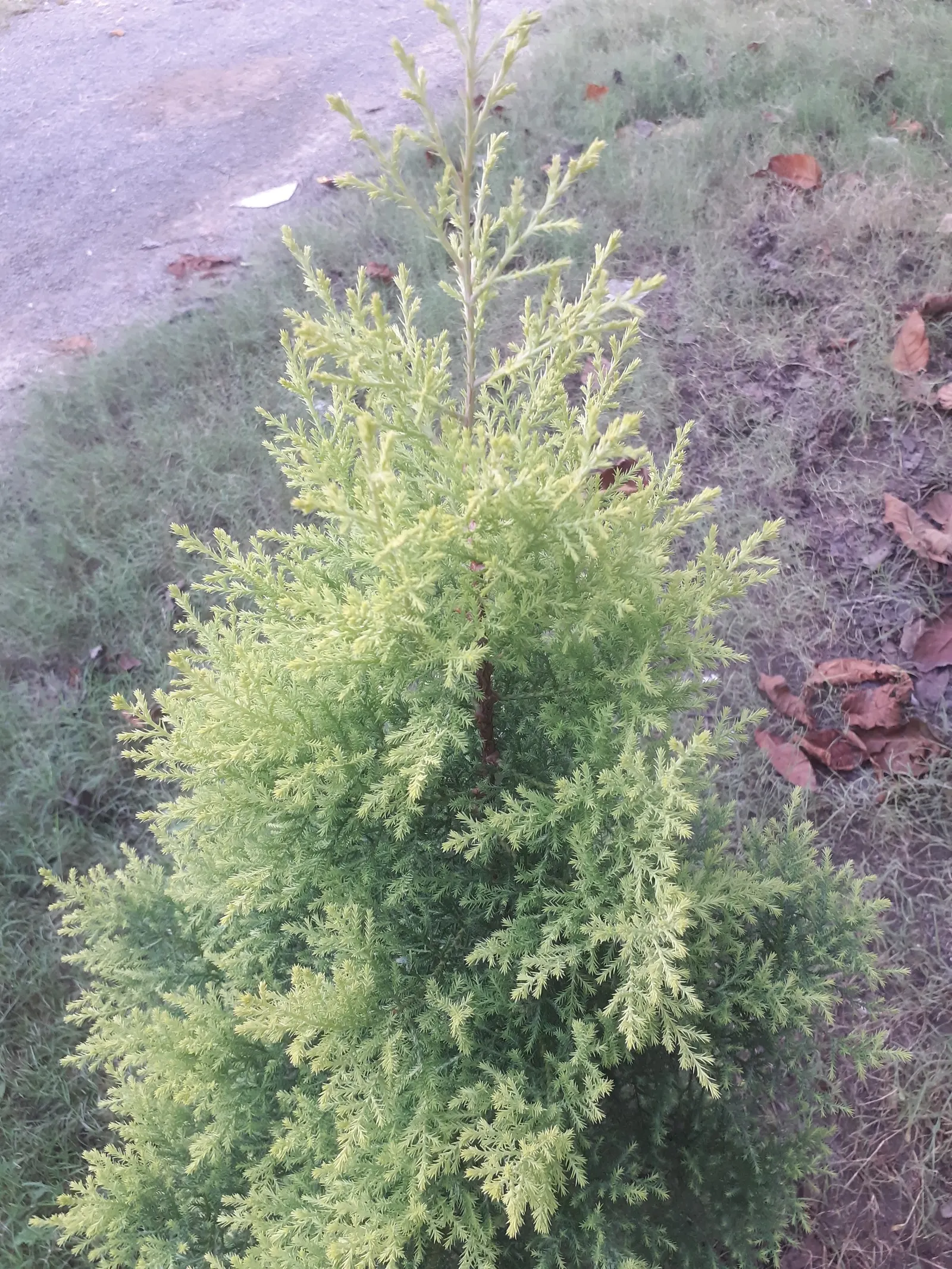 Monterey Cypress (Cupressus Macrocarpa) — it makes an impressive addition to any landscape design; it thrives in coastal climates but can also adapt to more