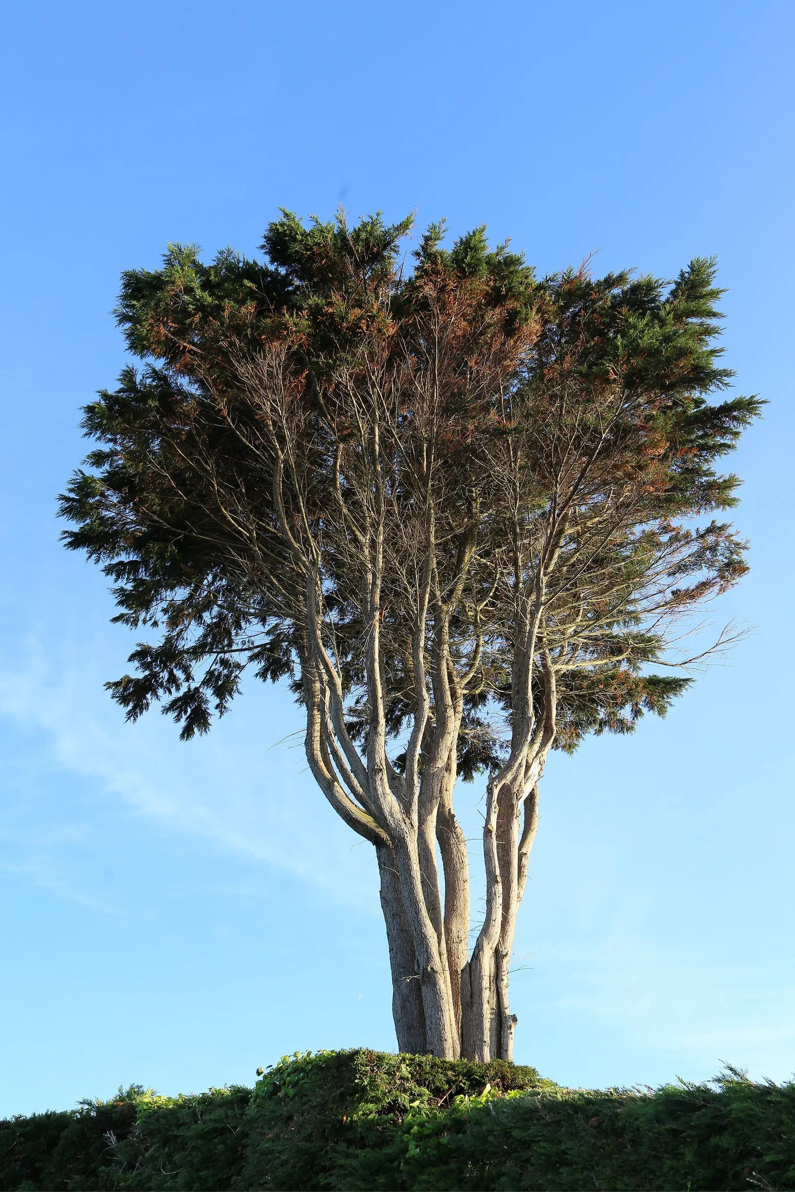 Monterey Cypress (Cupressus Macrocarpa) — tree for full or half