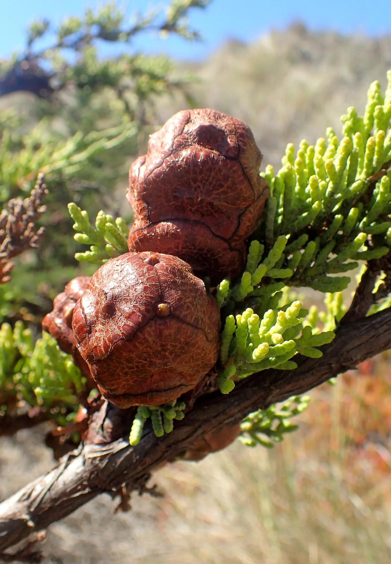 Monterey Cypress (Cupressus Macrocarpa) — Due to its broad canopy, it should be placed with consideration of its mature size to avoid overcrowding
