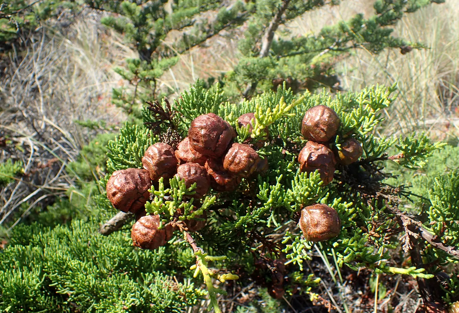 Monterey Cypress (Cupressus Macrocarpa) — Noted for wind-resistant nature and sculptural form
