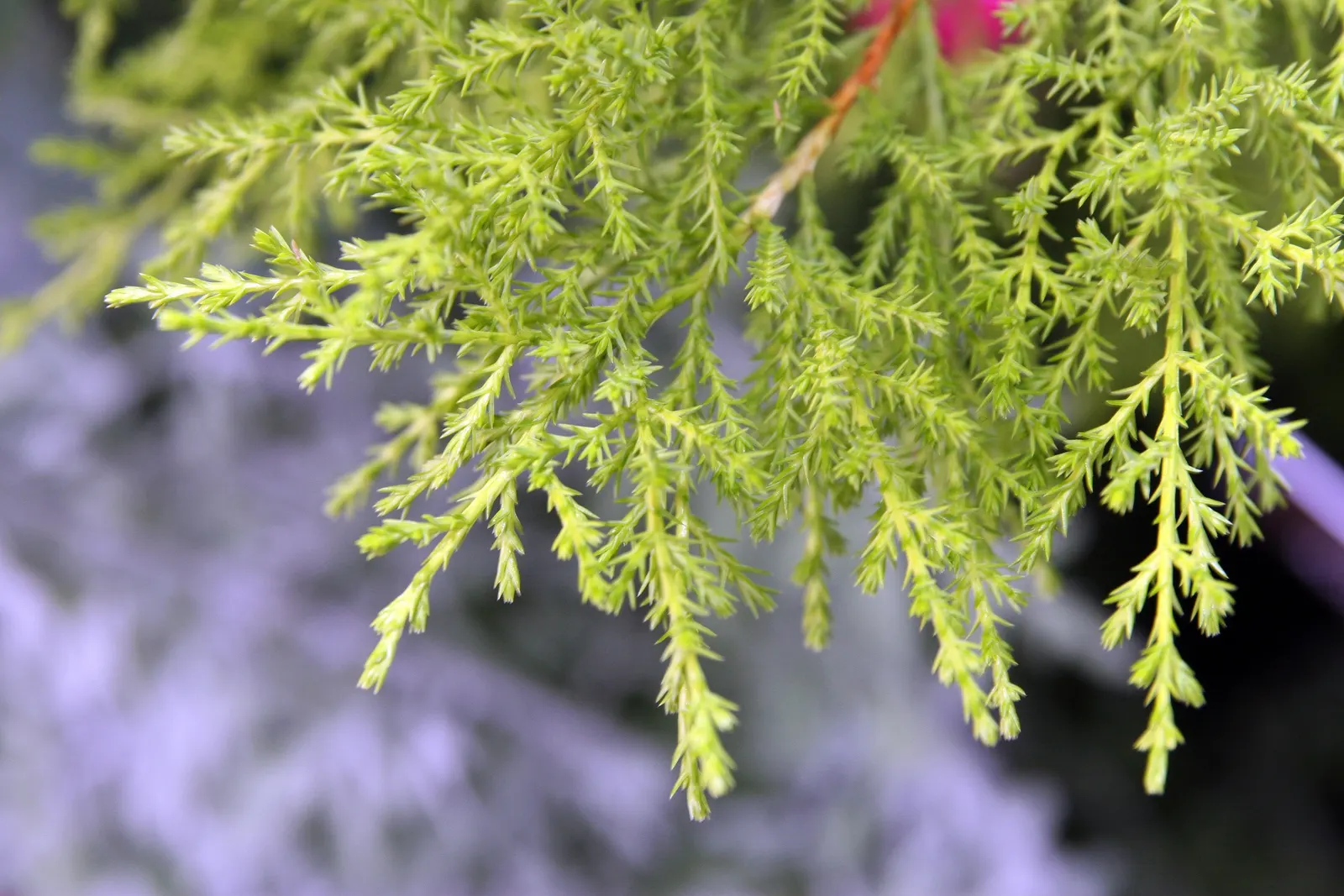 Monterey Cypress (Cupressus Macrocarpa) — is a visually compelling evergreen conifer that originates from the coastal Monterey Peninsula in California