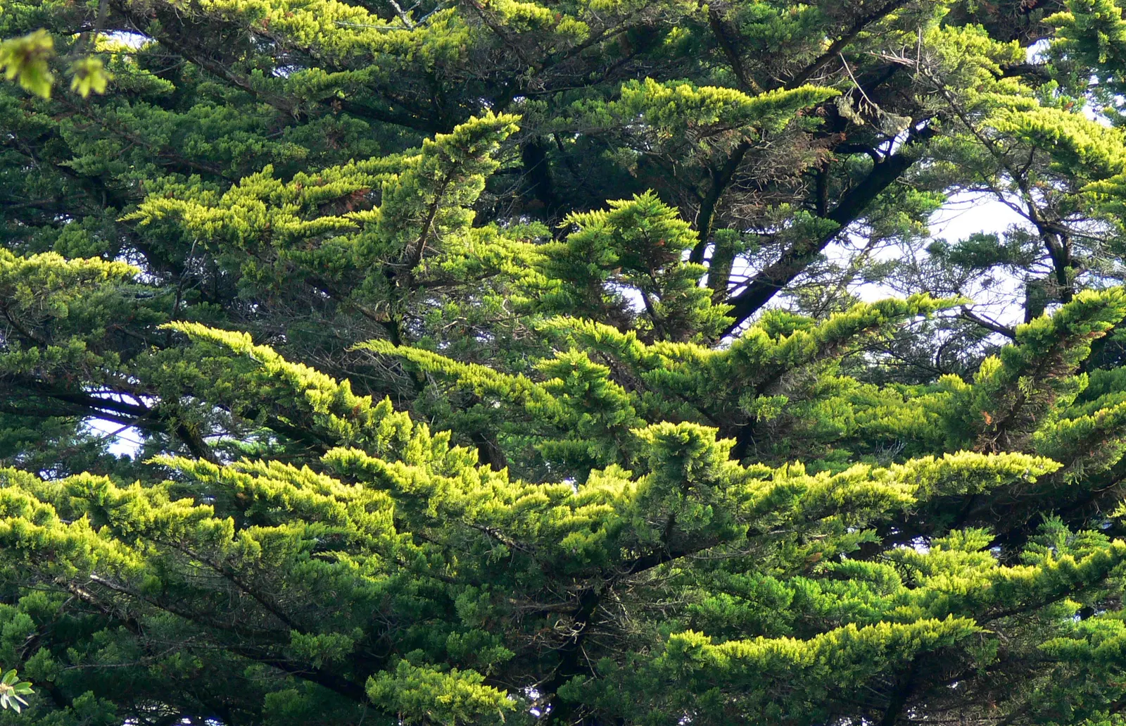 Monterey Cypress (Cupressus Macrocarpa) — Due to its broad canopy, it should be placed with consideration of its mature size to avoid overcrowding; with a