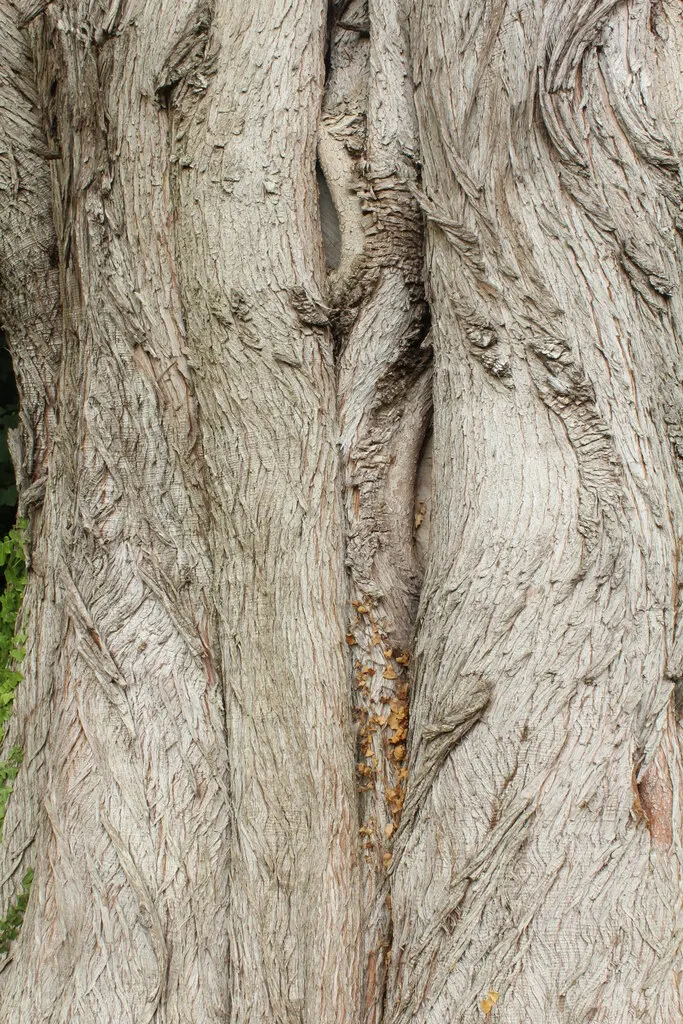 Monterey Cypress (Cupressus Macrocarpa) — Hardy in USDA zones 7 through 10; the tree exhibits a rugged