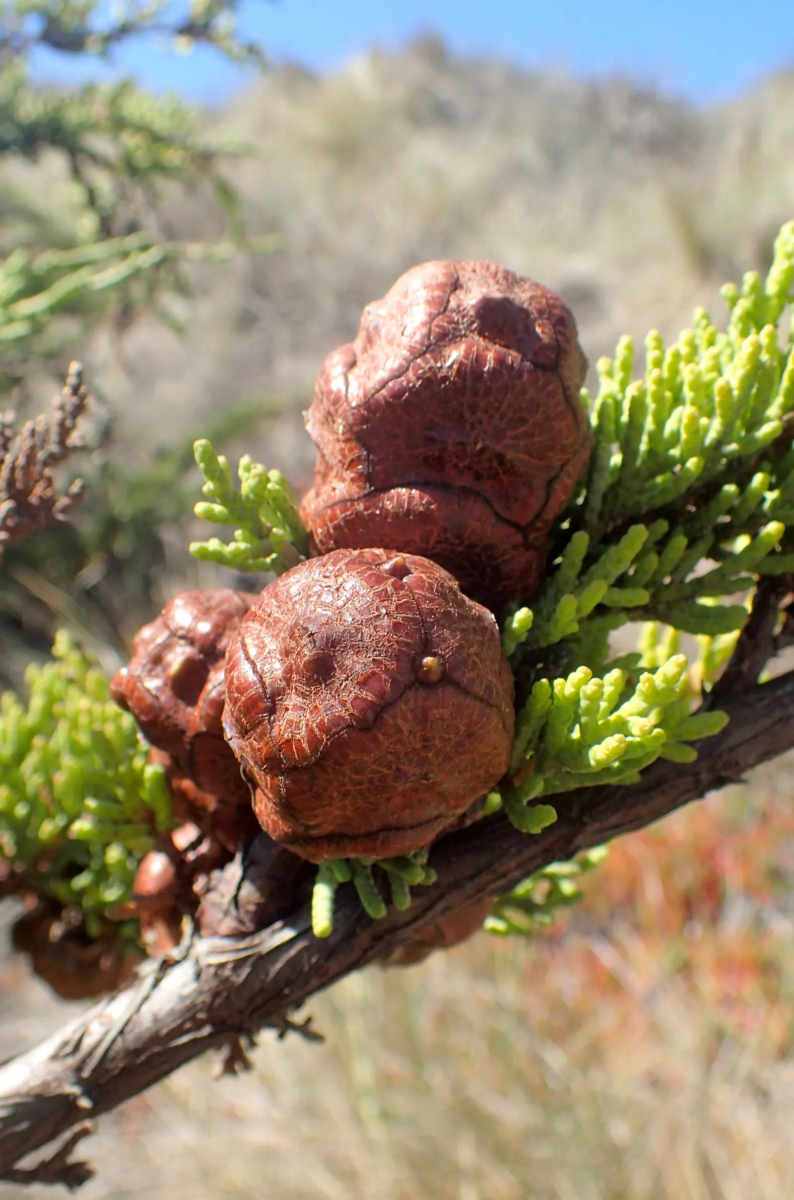 Monterey Cypress (Cupressus Macrocarpa) — The tree exhibits a rugged; which are a testament to its adaptability in windy conditions