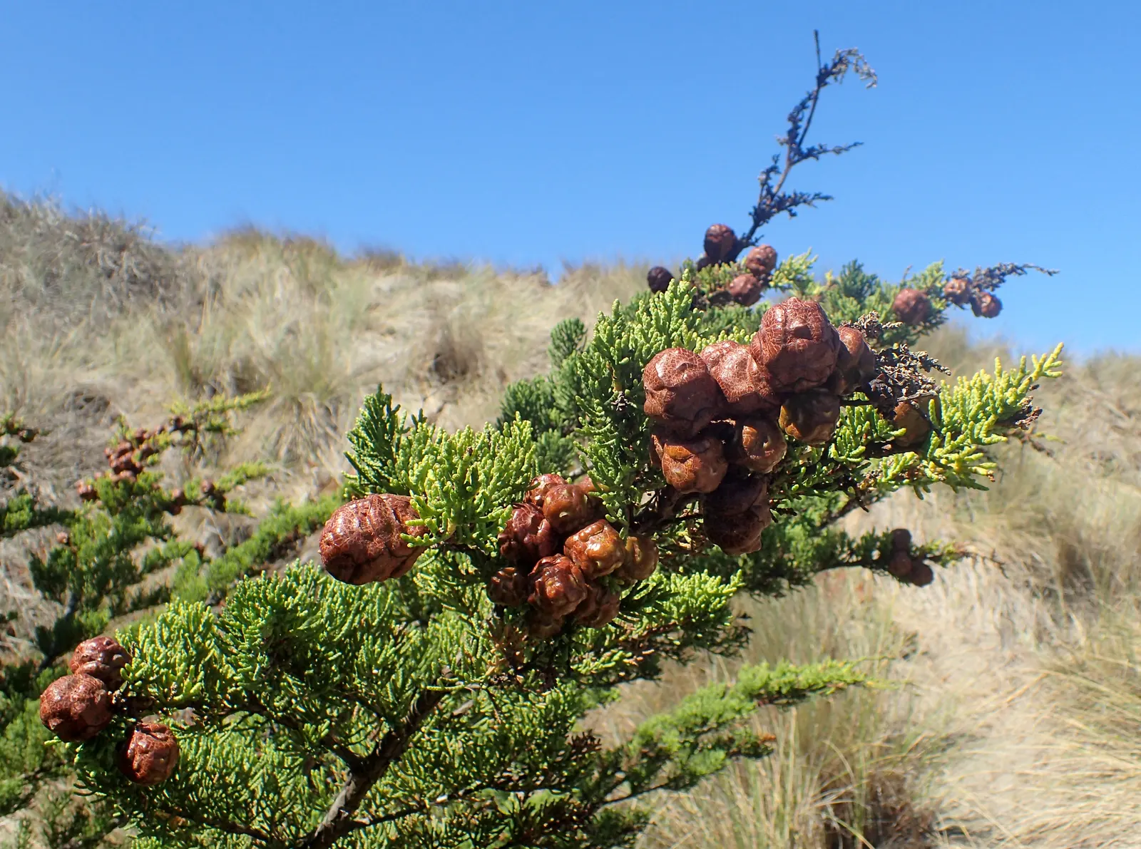 Monterey Cypress (Cupressus Macrocarpa) — which offer a textured aesthetic to its overall appearance.<br><br>When cultivating Monterey Cypress; tree for full