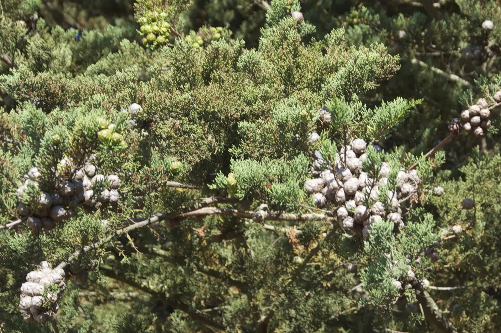 Monterey Cypress (Cupressus Macrocarpa) — it's important to note its preference for well-drained soils and at least partial sunlight; it's ideal for creating