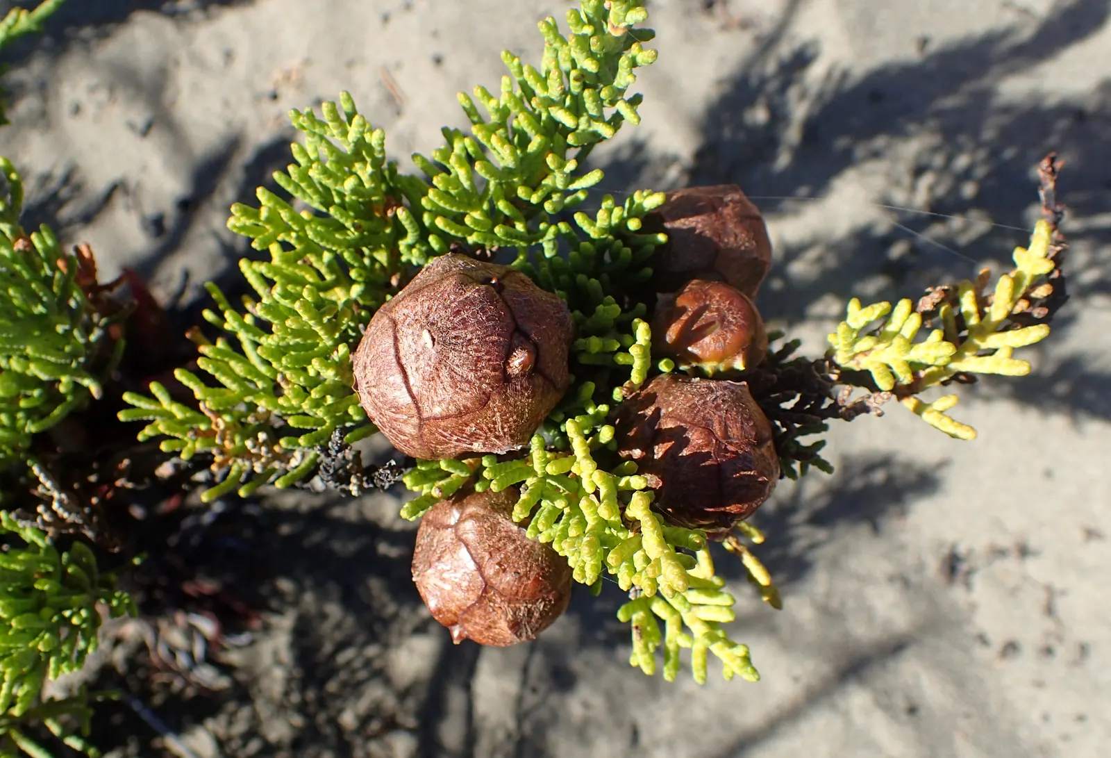 Monterey Cypress (Cupressus Macrocarpa) — the Monterey Cypress commands significant space and may cast a wide shadow