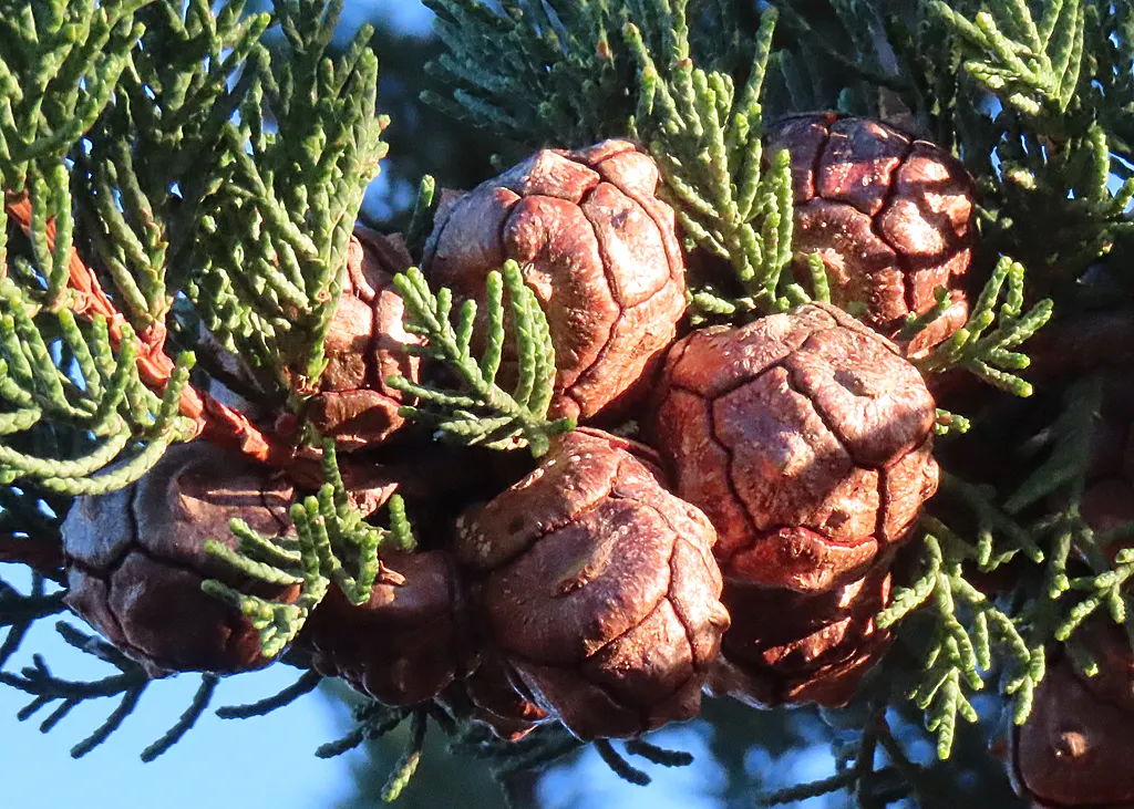 Monterey Cypress (Cupressus Macrocarpa) — Hardy in USDA zones 7 through 10