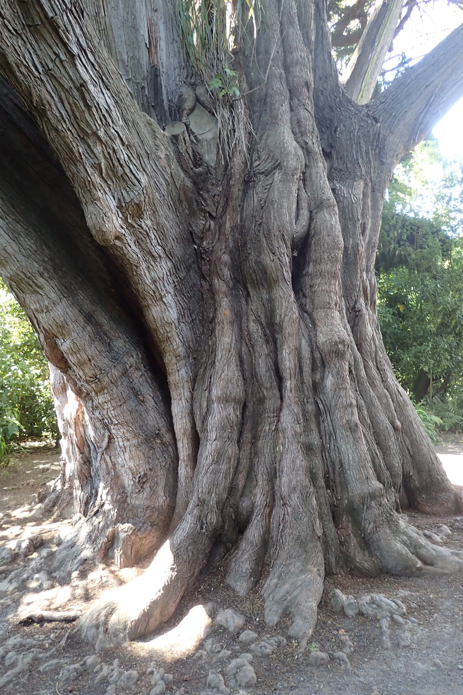 Monterey Cypress (Cupressus Macrocarpa) — Hardy in USDA zones 7-10, it prefers well-drained soils and full sun exposure; noted for wind-resistant nature and