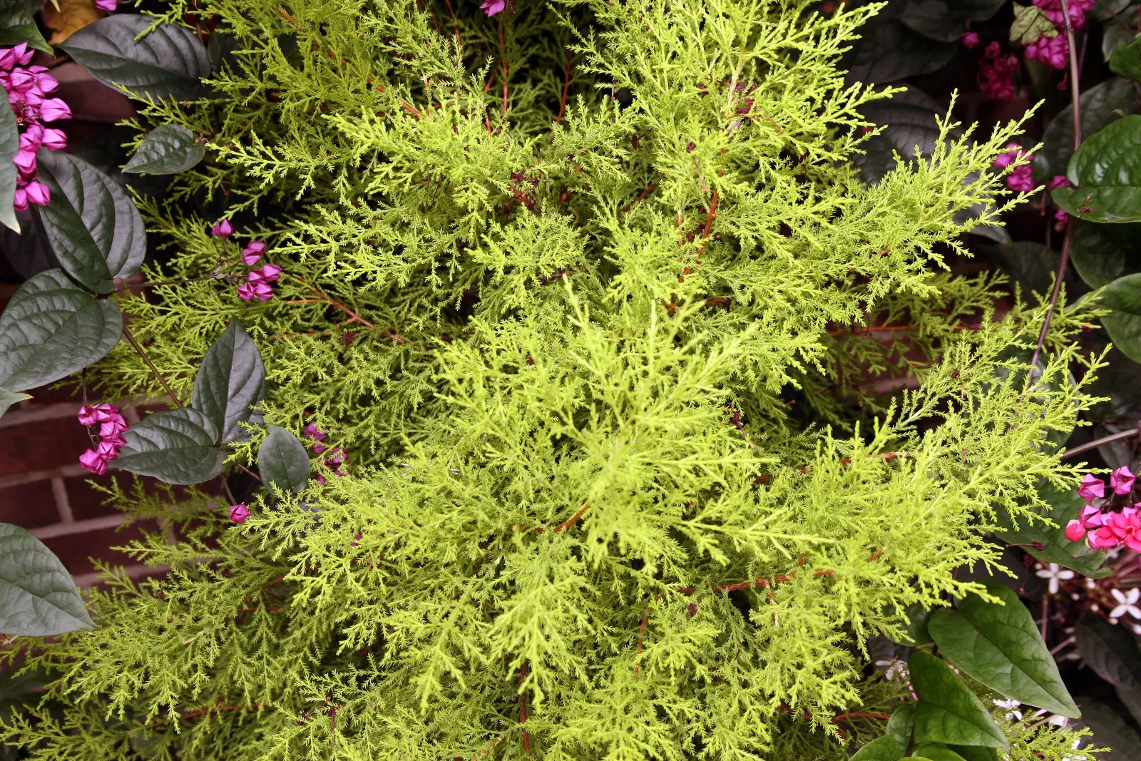 Monterey Cypress (Cupressus Macrocarpa) — scale-like pairs that cover the twisted branches