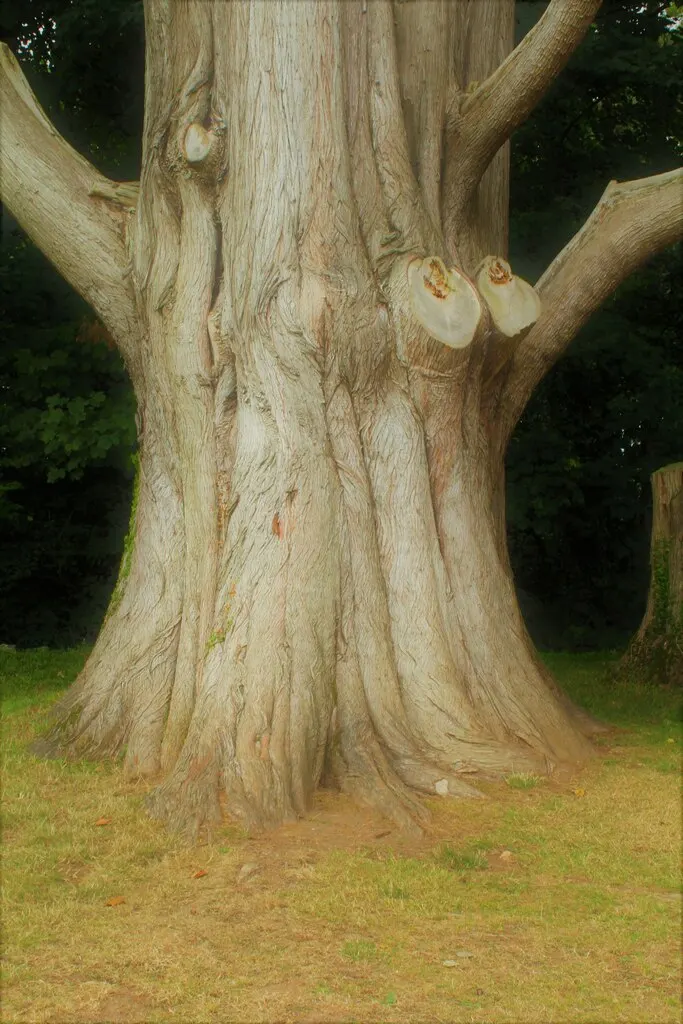 Monterey Cypress (Cupressus Macrocarpa) — it makes an impressive addition to any landscape design