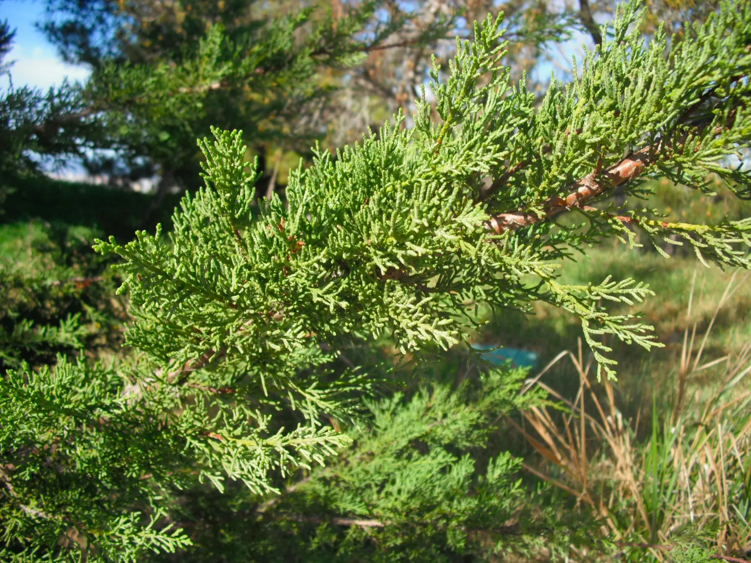 Monterey Cypress (Cupressus Macrocarpa) — enduring addition to your client's garden