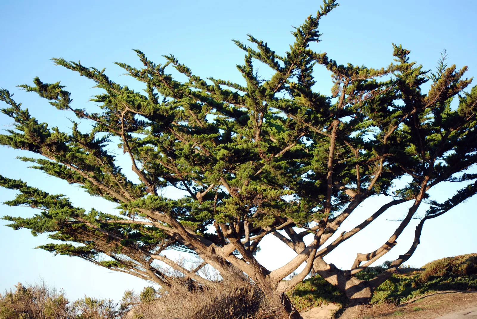 Monterey Cypress (Cupressus Macrocarpa) — prized for its rugged outline and dense