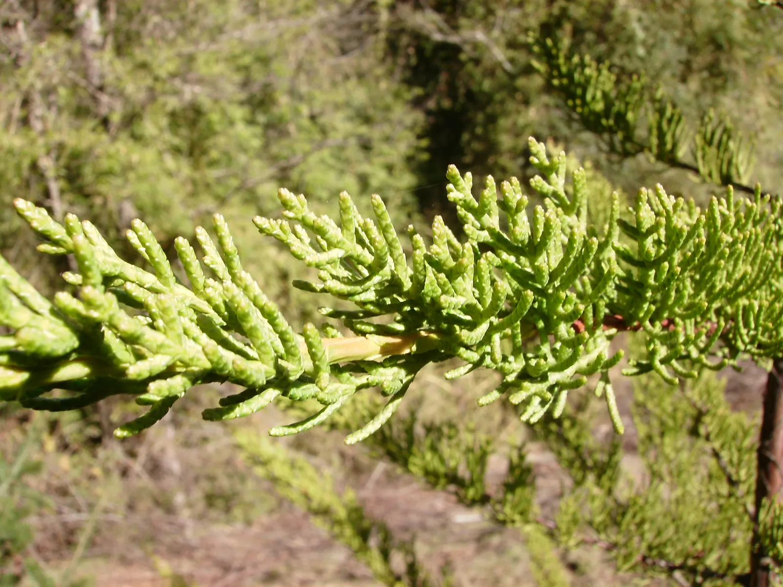 Monterey Cypress (Cupressus Macrocarpa) — scientifically named Cupressus macrocarpa; the Monterey Cypress (Cupressus macrocarpa) is a majestic evergreen