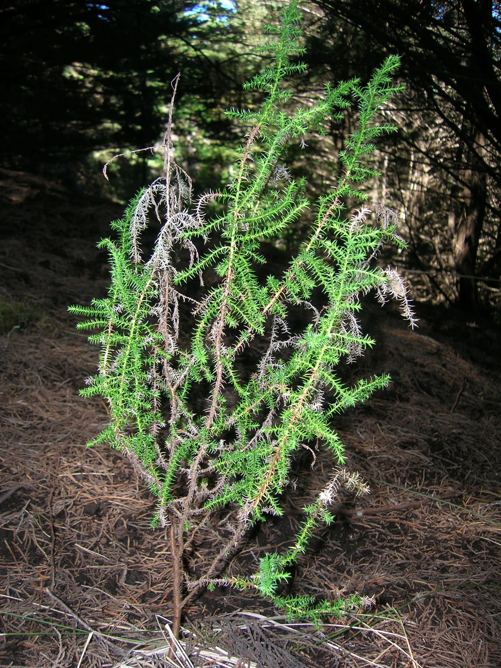 Monterey Cypress (Cupressus Macrocarpa) — spherical cones approximately 0.8 to 1.2 inches in diameter