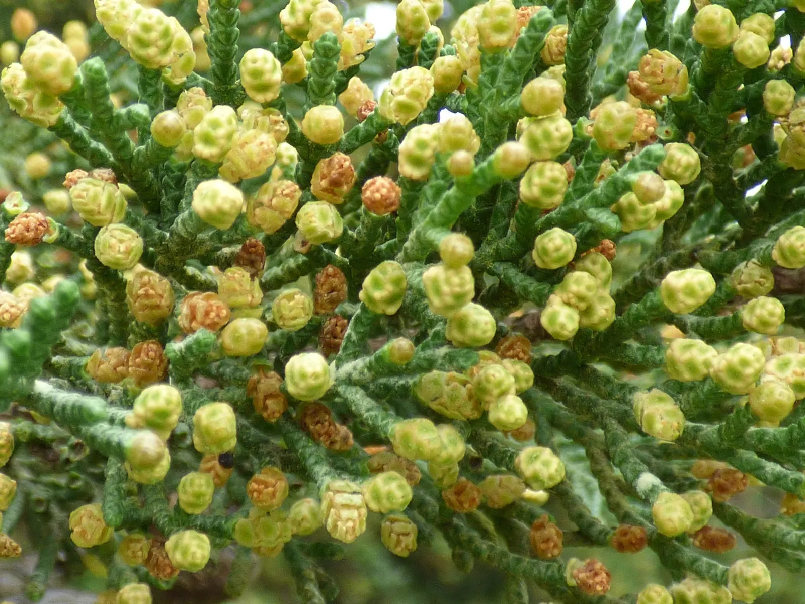 Monterey Cypress (Cupressus Macrocarpa) — it's ideal for creating visual interest and privacy screens