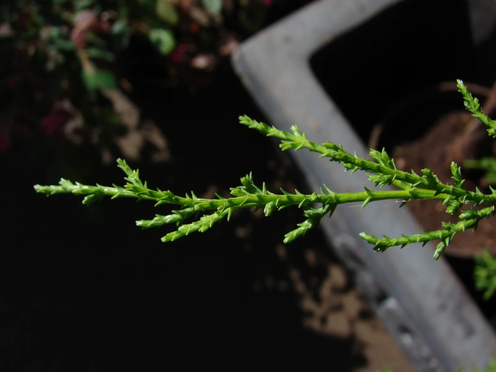 Monterey Cypress (Cupressus Macrocarpa) — prized for its rugged outline and dense; it makes an impressive addition to any landscape design