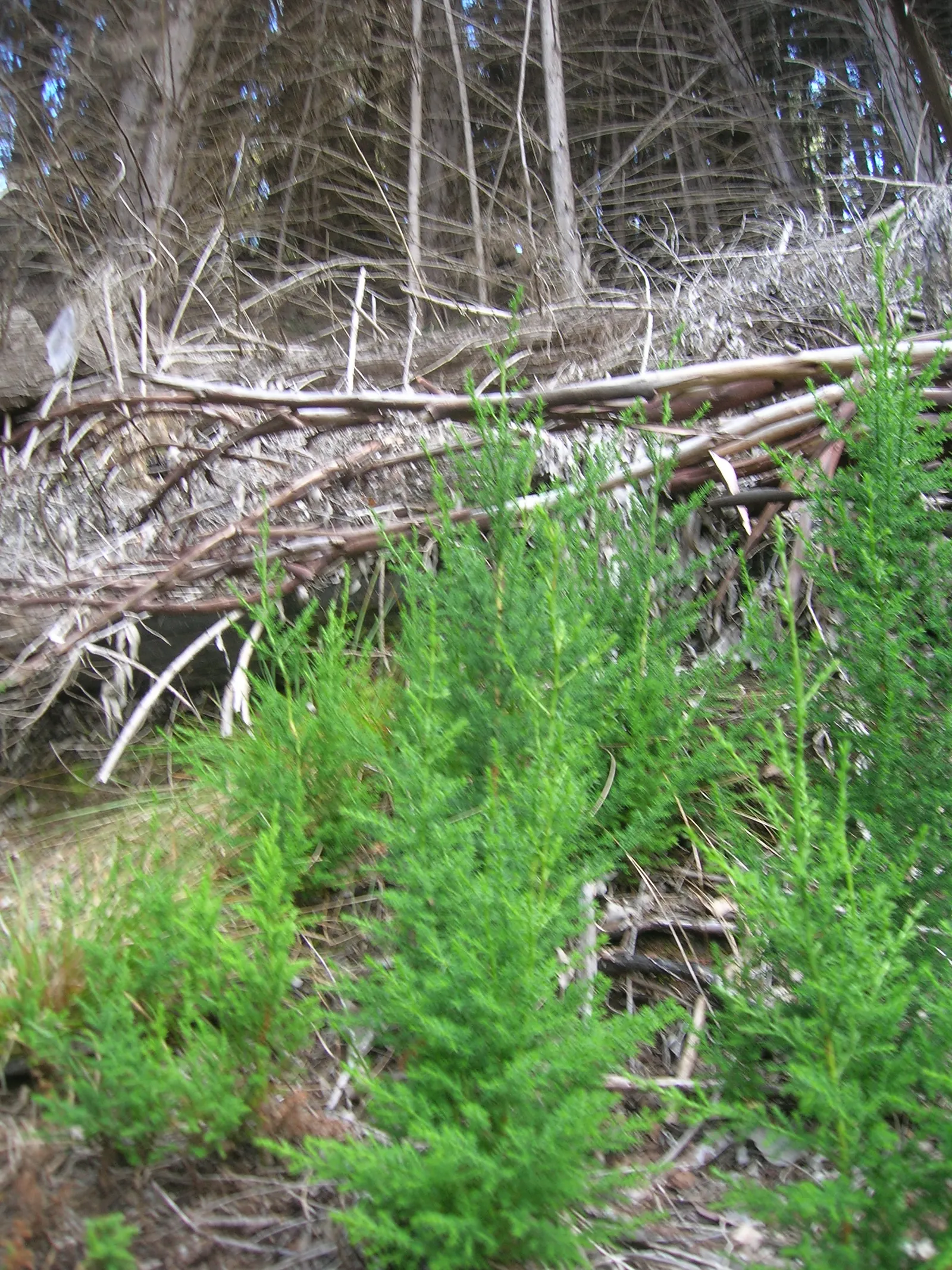 Monterey Cypress (Cupressus Macrocarpa) — With a natural resilience to wind and coastal conditions