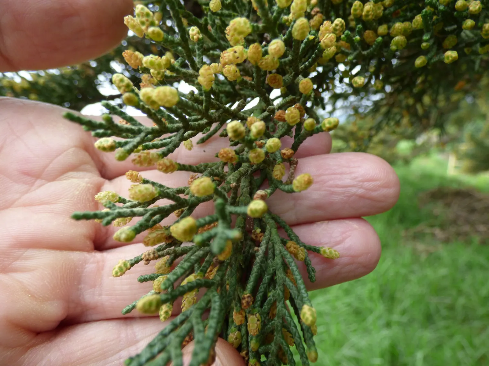 Monterey Cypress (Cupressus Macrocarpa) — The tree exhibits a rugged