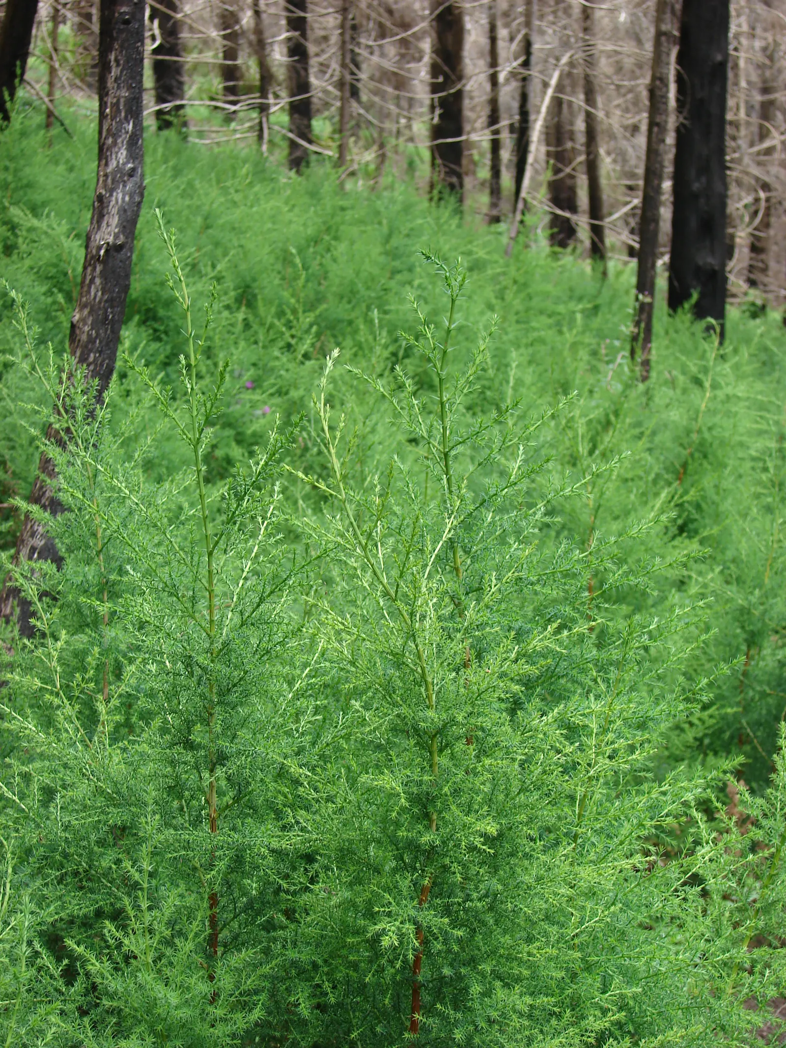Monterey Cypress (Cupressus Macrocarpa) — which offer a textured aesthetic to its overall appearance.<br><br>When cultivating Monterey Cypress