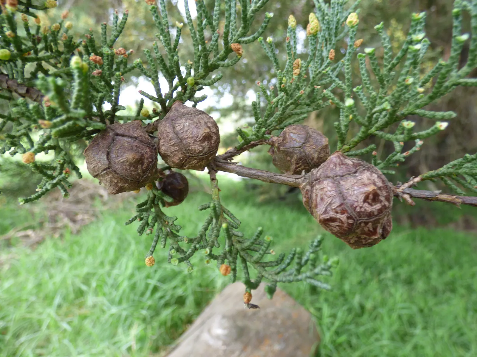 Monterey Cypress (Cupressus Macrocarpa) — Noted for wind-resistant nature and sculptural form; due to its broad canopy, it should be placed with consideration