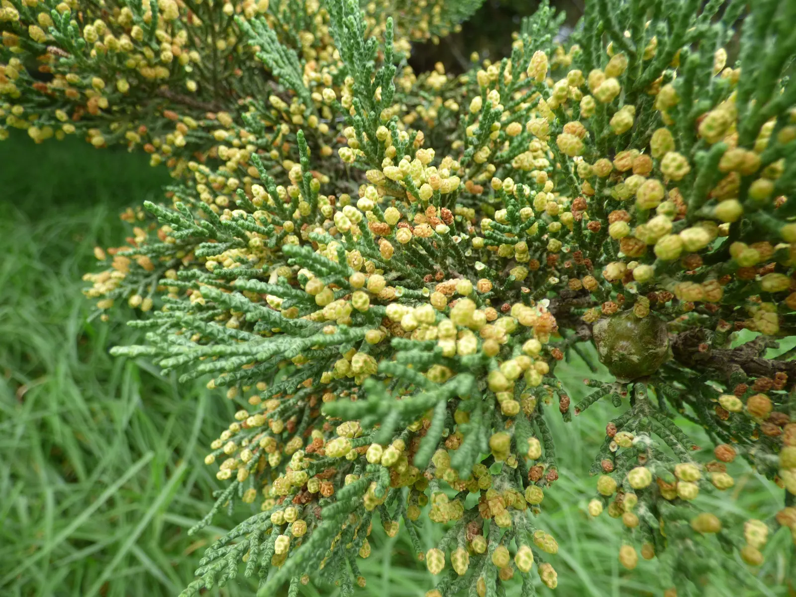 Monterey Cypress (Cupressus Macrocarpa) — which are a testament to its adaptability in windy conditions
