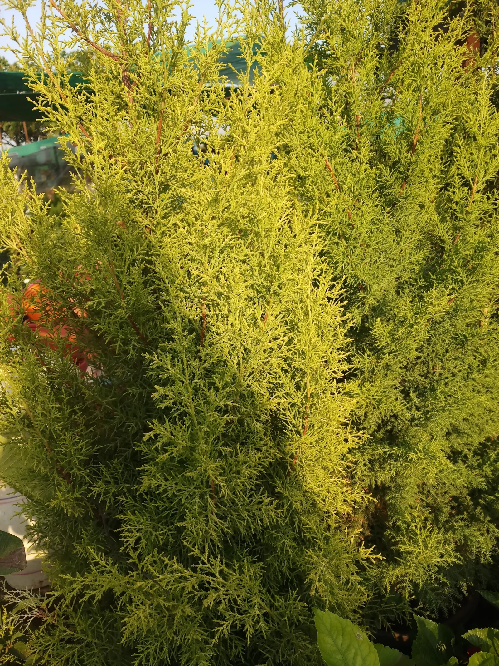 Monterey Cypress (Cupressus Macrocarpa) — It reaches up to 70 feet in height with a spread of 20-30 feet; spherical cones approximately 0.8 to 1.2 inches in