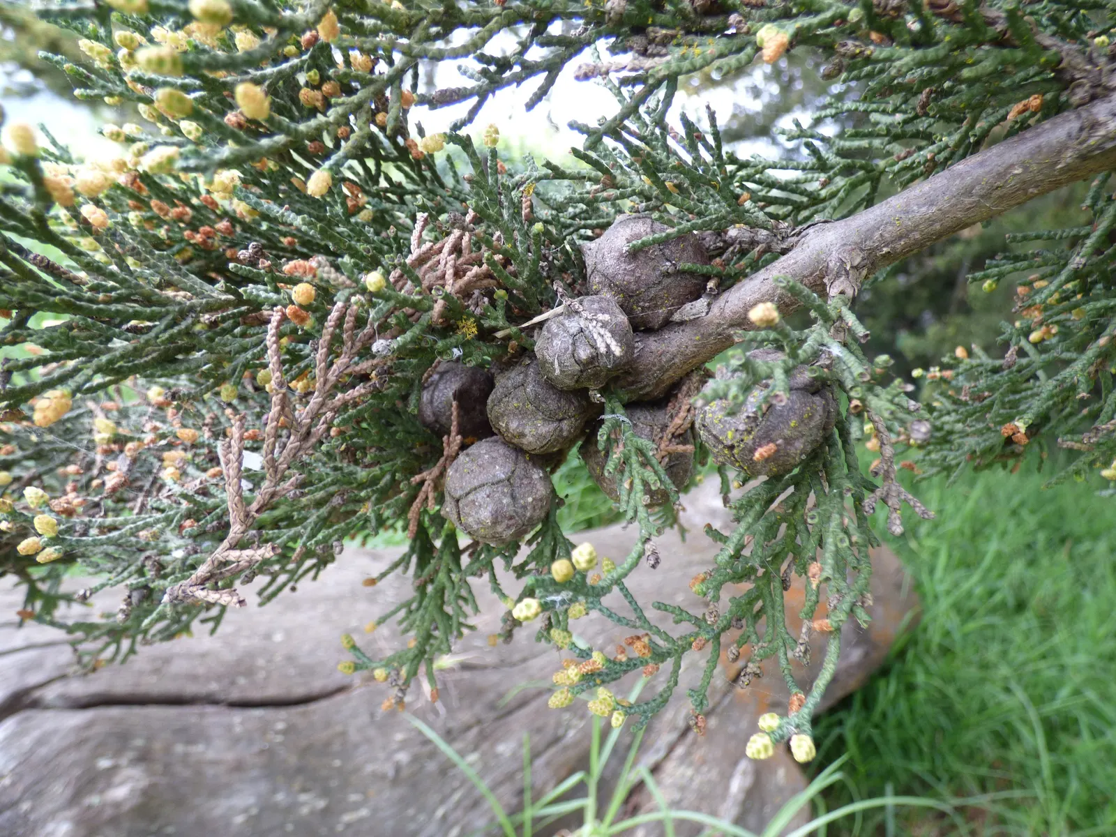 Monterey Cypress (Cupressus Macrocarpa) — it's ideal for creating visual interest and privacy screens; it's important to note its preference for well-drained