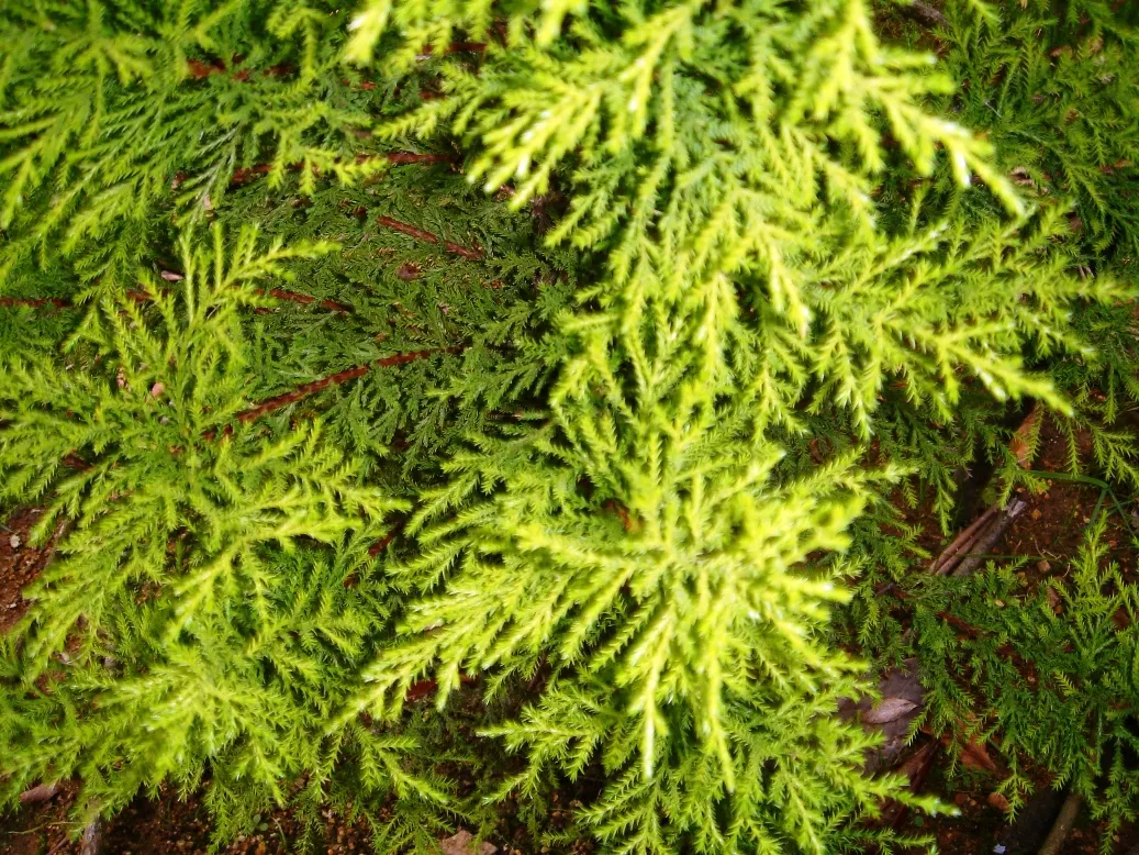 Monterey Cypress (Cupressus Macrocarpa) — making it a dramatic specimen for coastal landscapes