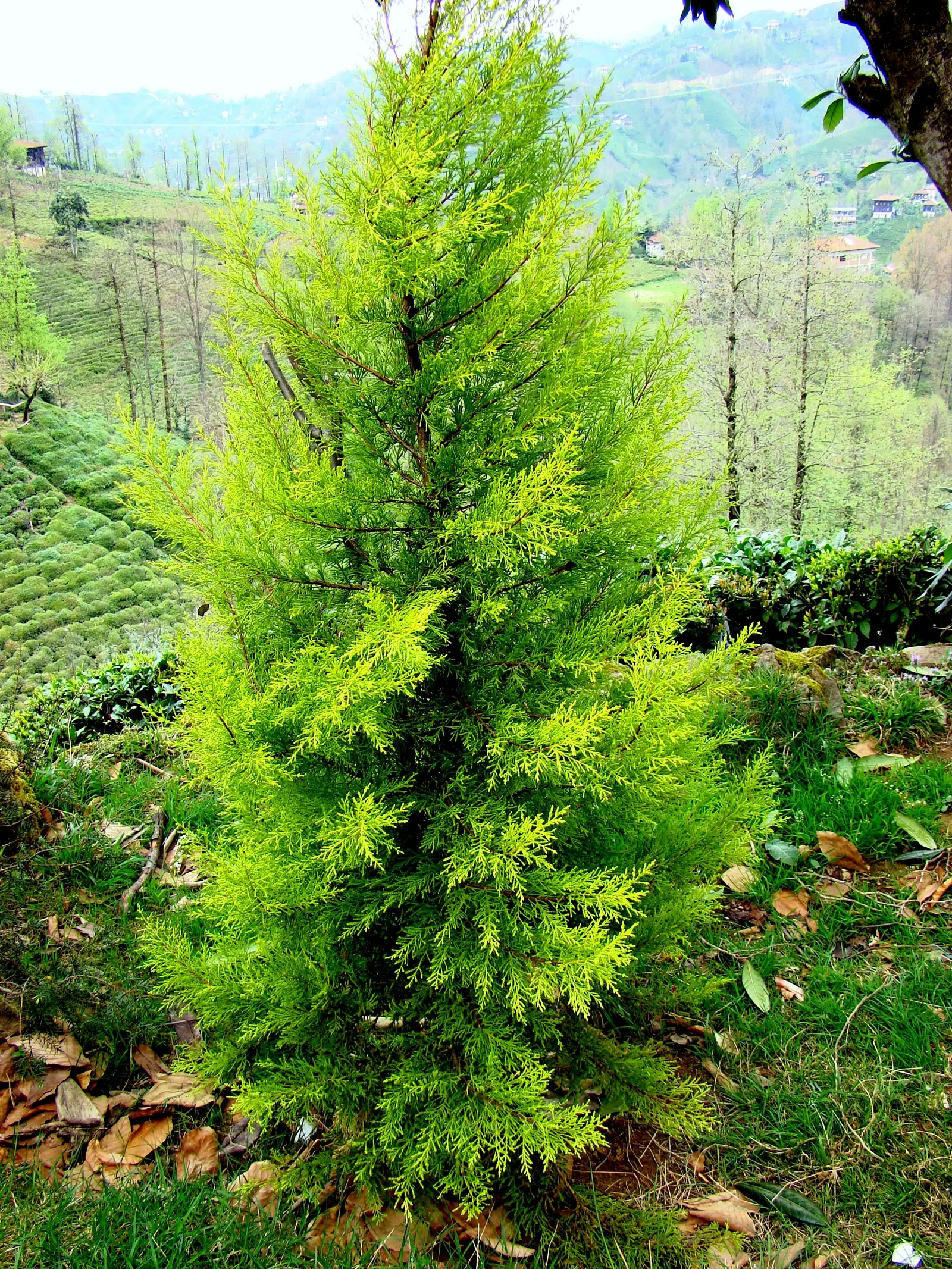 Monterey Cypress (Cupressus Macrocarpa) — The Monterey Cypress (Cupressus macrocarpa) is a majestic evergreen