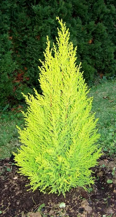 Monterey Cypress (Cupressus Macrocarpa) — The Monterey Cypress (Cupressus macrocarpa) is a majestic evergreen; making it a dramatic specimen for coastal