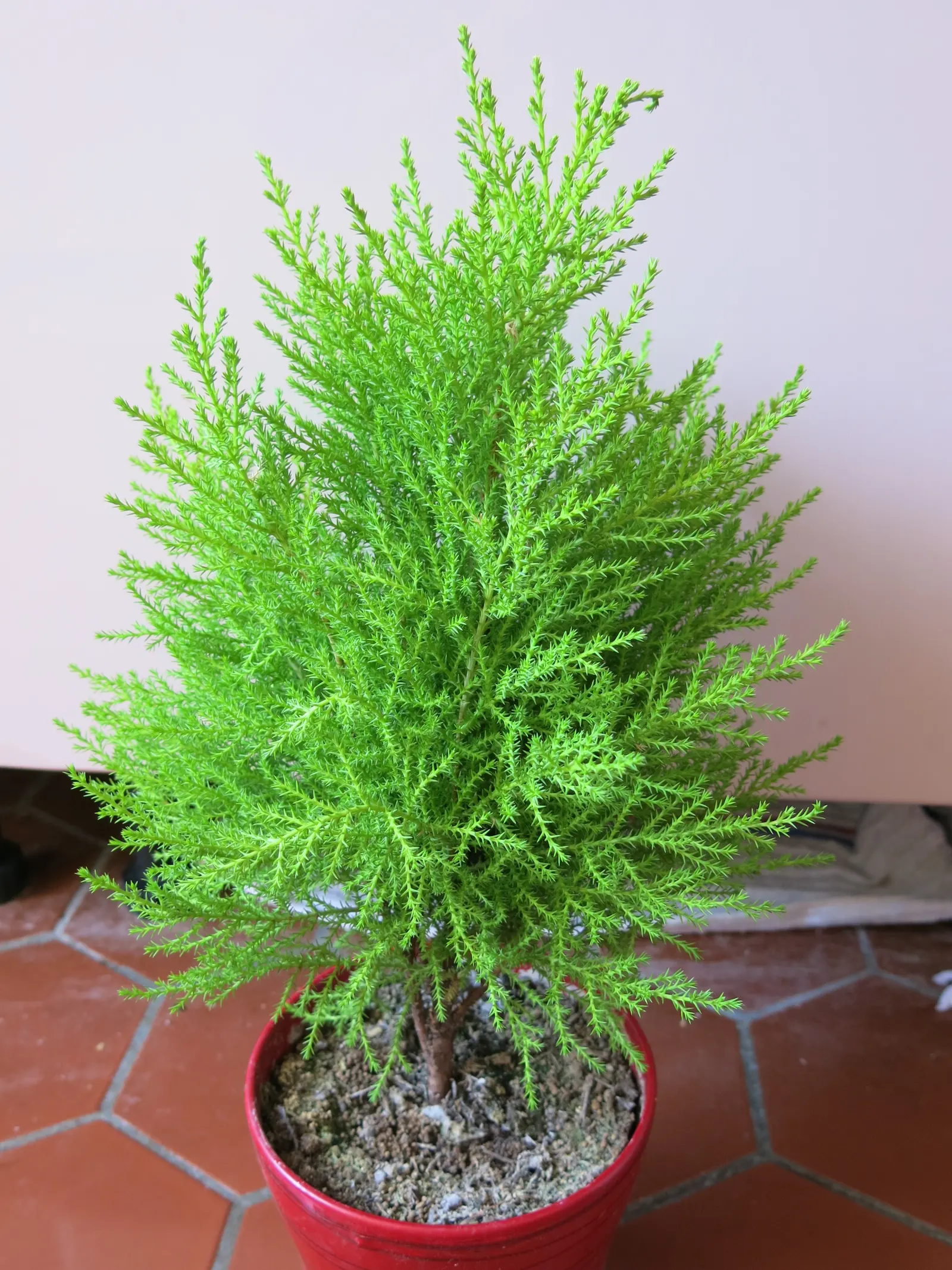Monterey Cypress (Cupressus Macrocarpa) — spherical cones approximately 0.8 to 1.2 inches in diameter; which offer a textured aesthetic to its overall