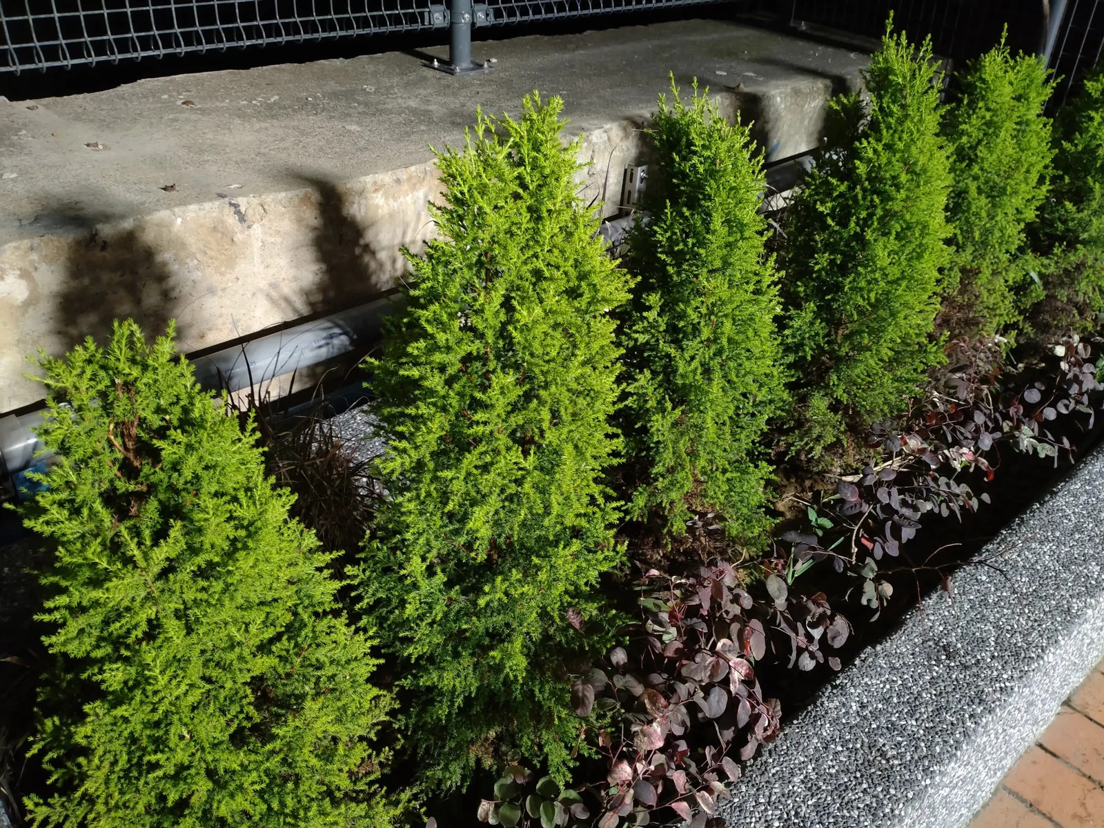 Monterey Cypress (Cupressus Macrocarpa) — scale-like pairs that cover the twisted branches; hardy in USDA zones 7-10, it prefers well-drained soils and full