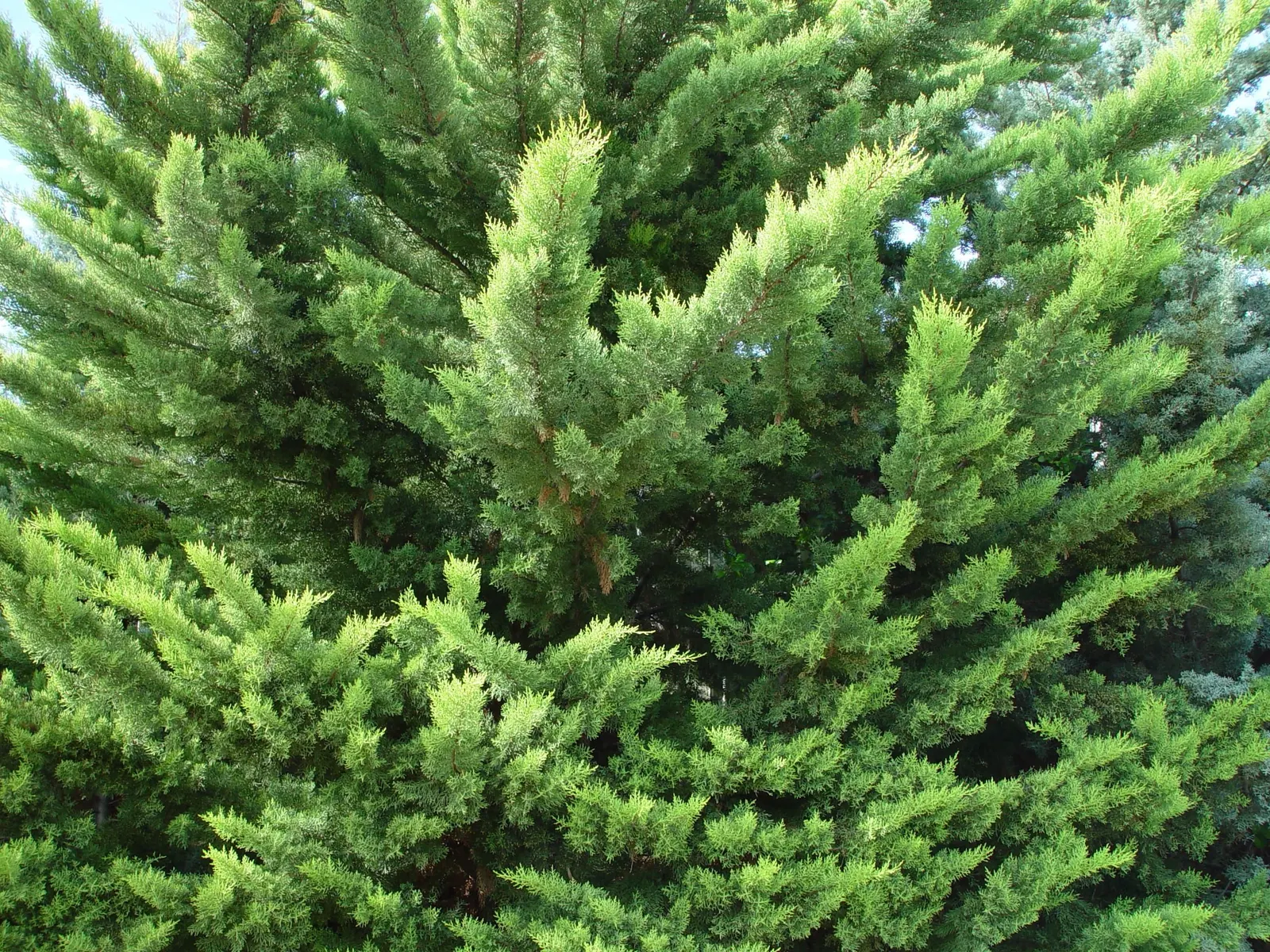 Monterey Cypress (Cupressus Macrocarpa) — which are a testament to its adaptability in windy conditions; the Monterey Cypress commands significant space and