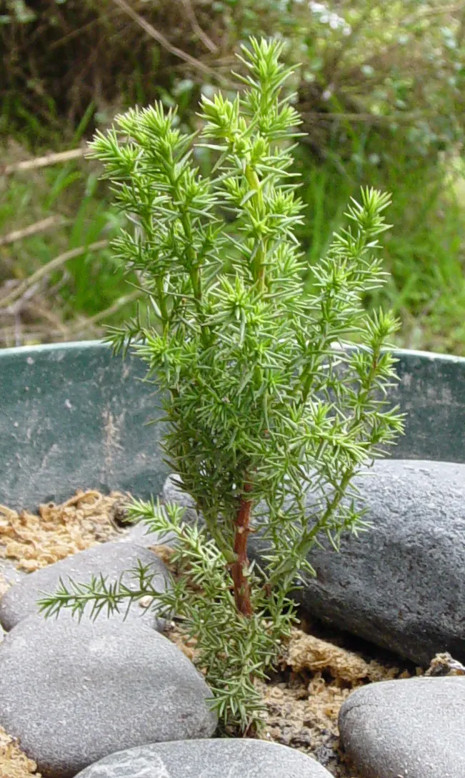 Monterey Cypress (Cupressus Macrocarpa) — regular pruning may be necessary to maintain its shape and structural integrity